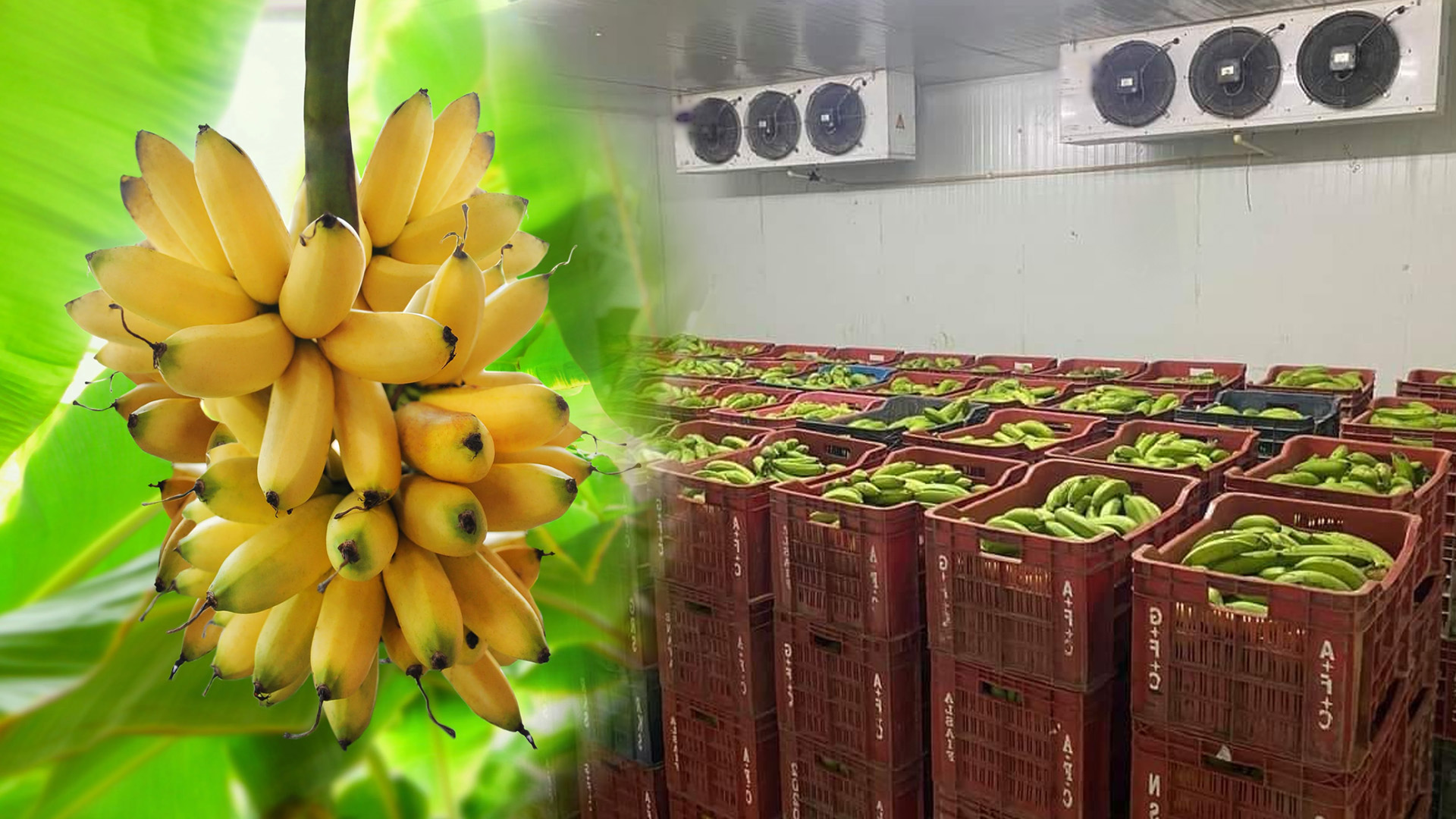 High sir flow cooling system for banana ripening chamber