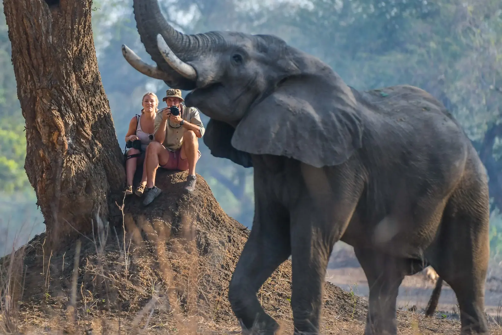 Two people sitting on a large termite mound beside a tree, photographing a close elephant raising its trunk.
