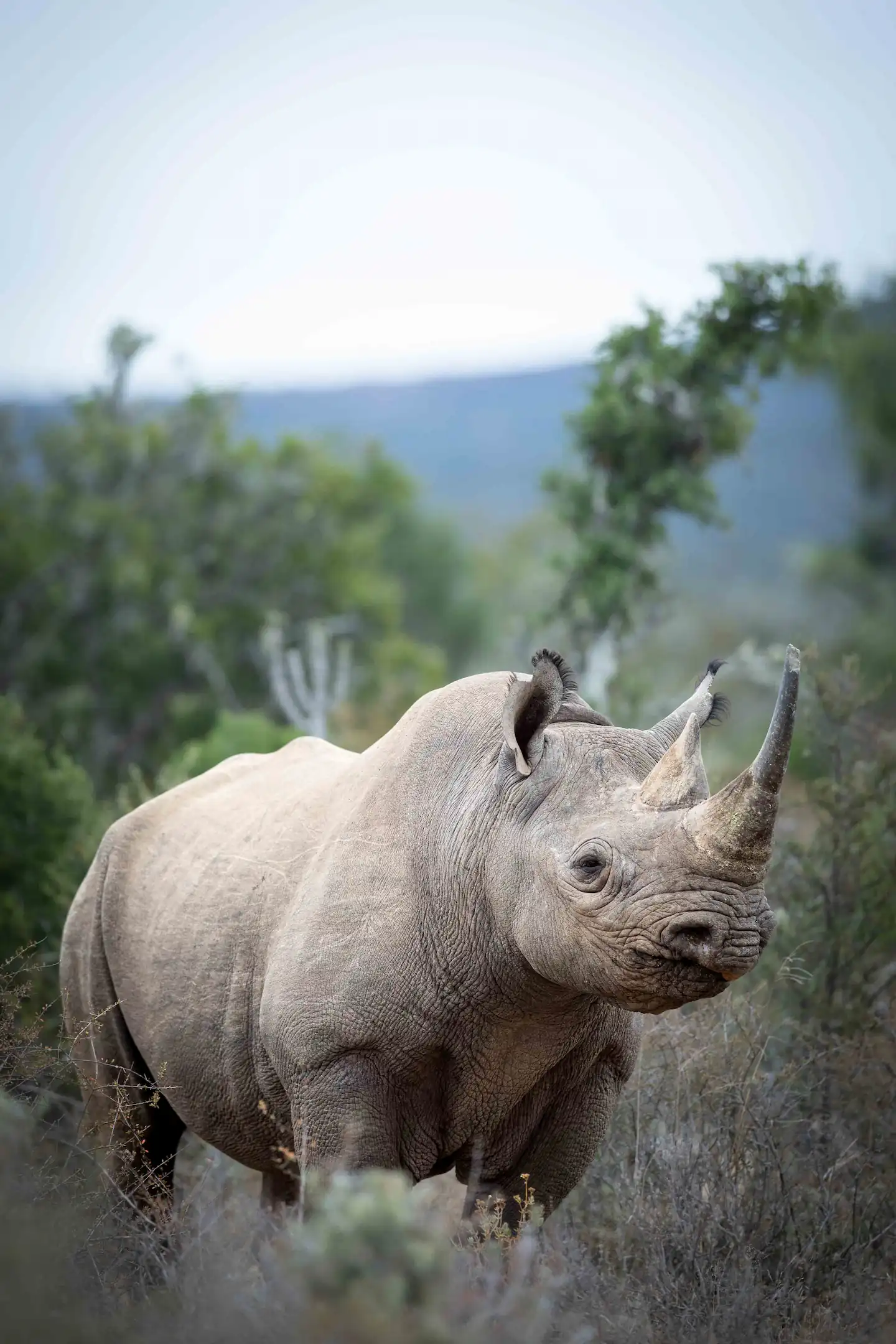 Close-up of a black rhinoceros standing among bushes in a natural habitat with blurred greenery and hills in the background.