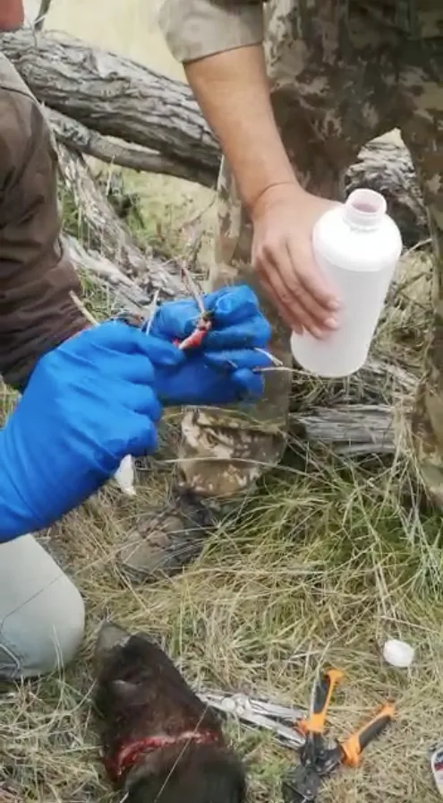 Buffalo calf snare removal