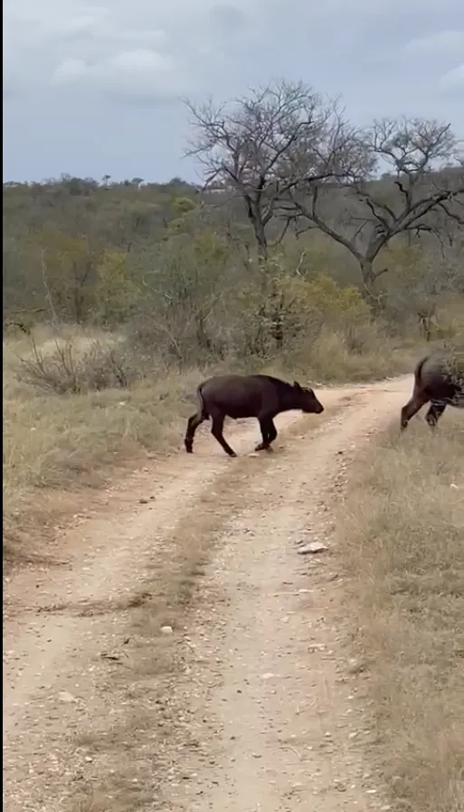 Buffalo calf and cow walking