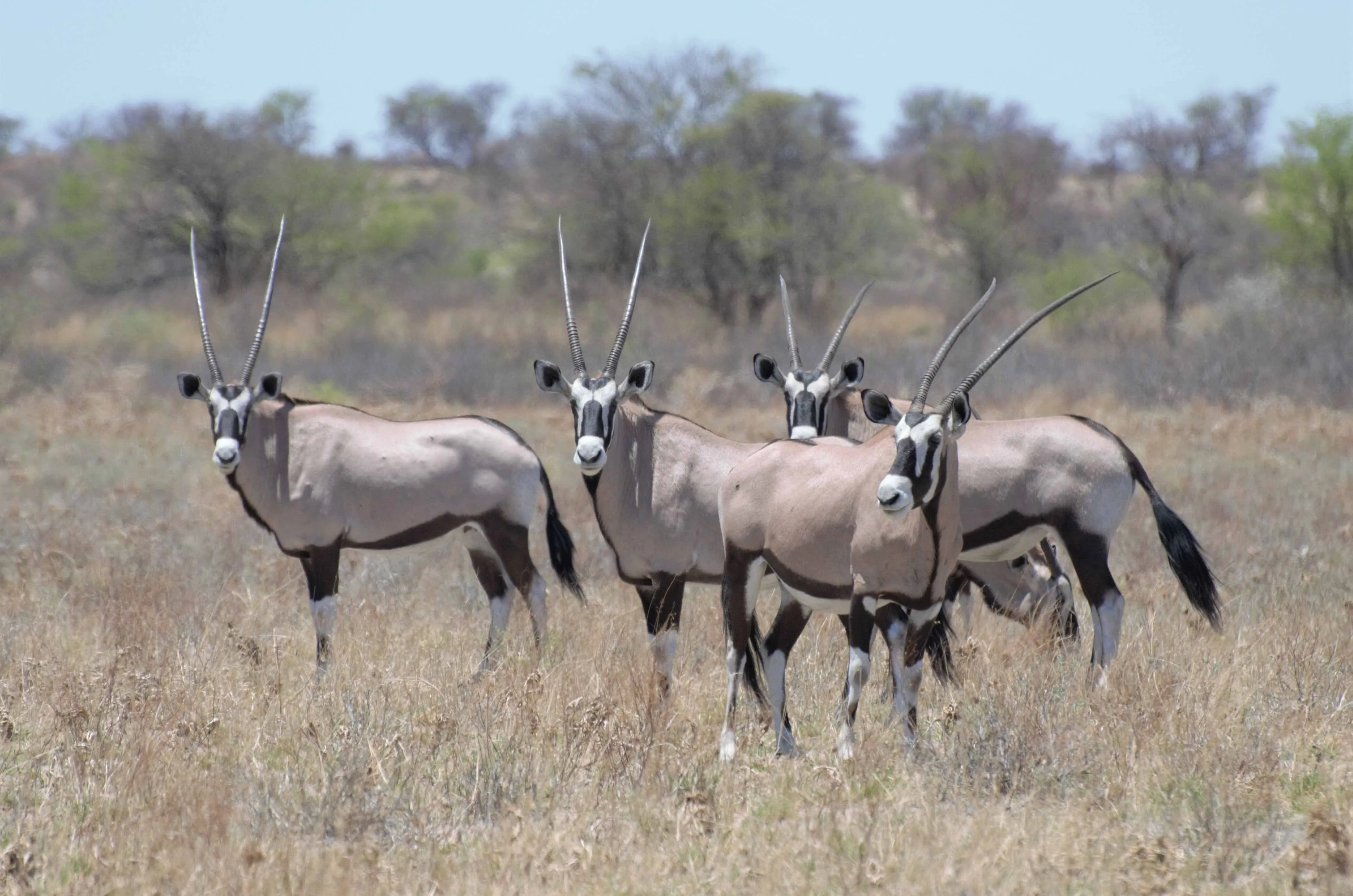 gemsbok