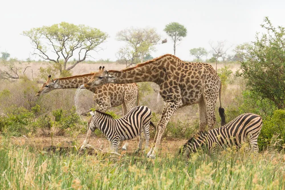 Giraffe and Zebra sharing a drink at a waterhole © Wild Wonderful World