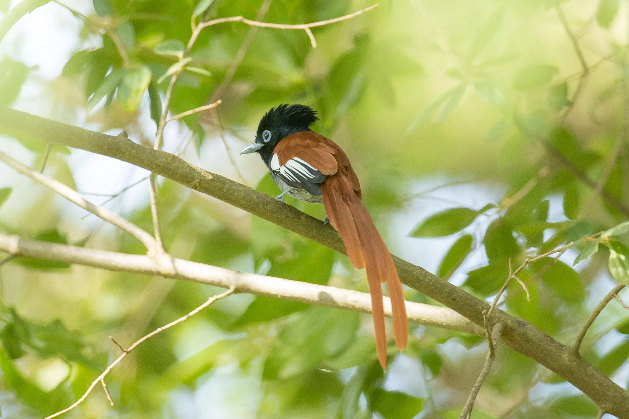 birding on safari with Wild Wonderful World