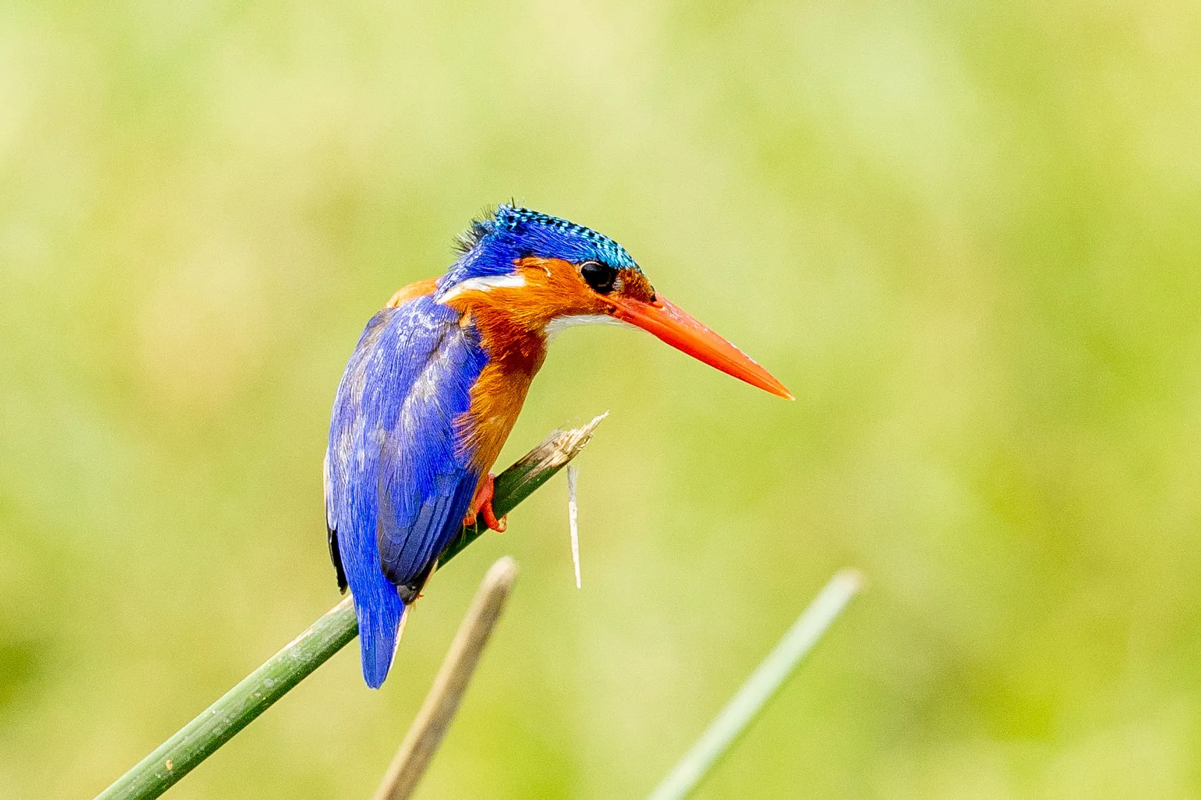 kingfisher on safari with Wild Wonderful World