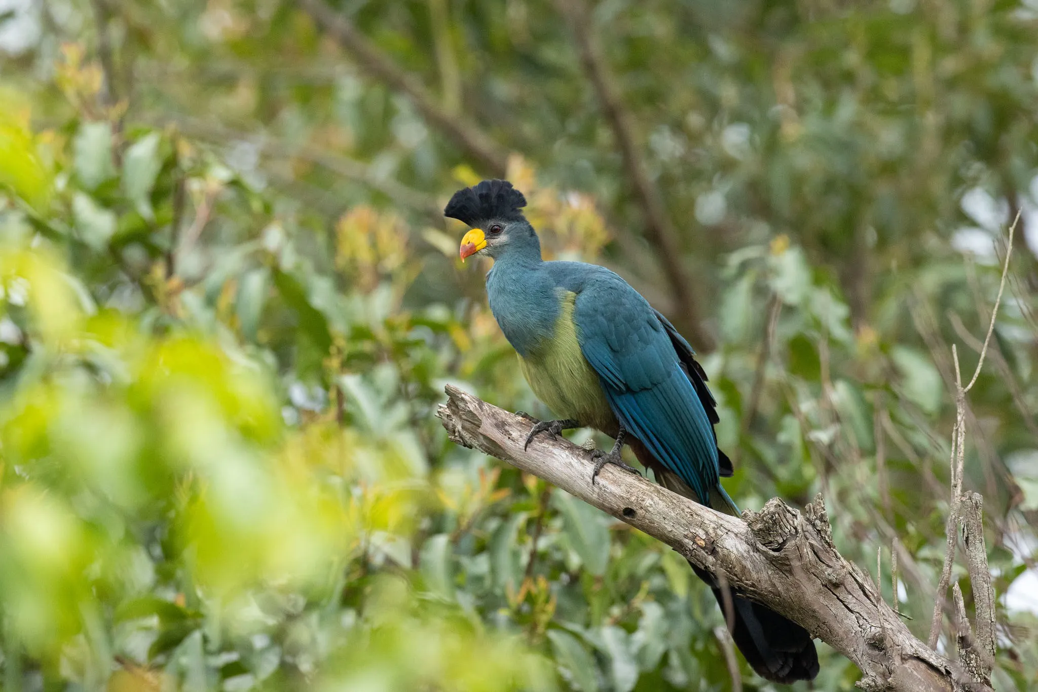 a plantain eater on safari with Wild Wonderful World