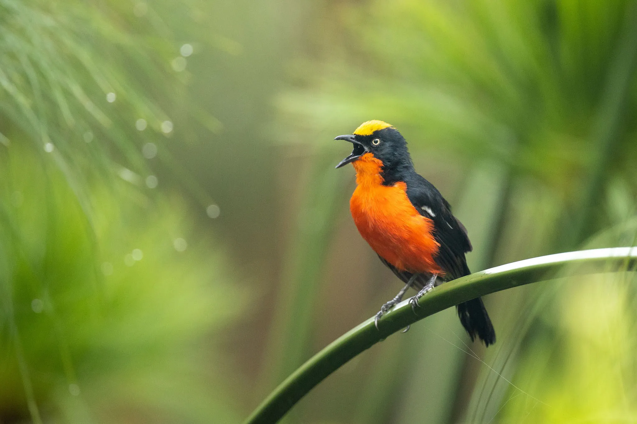 a gonalek on safari with Wild Wonderful World