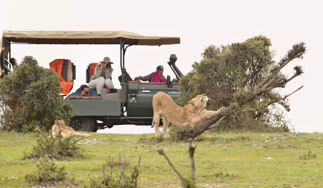 A lion stretches as safari guests take photos © Naboisho Camp