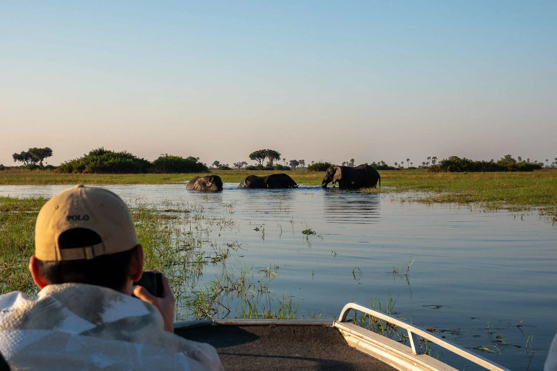 elephants in okovango delta from a boat