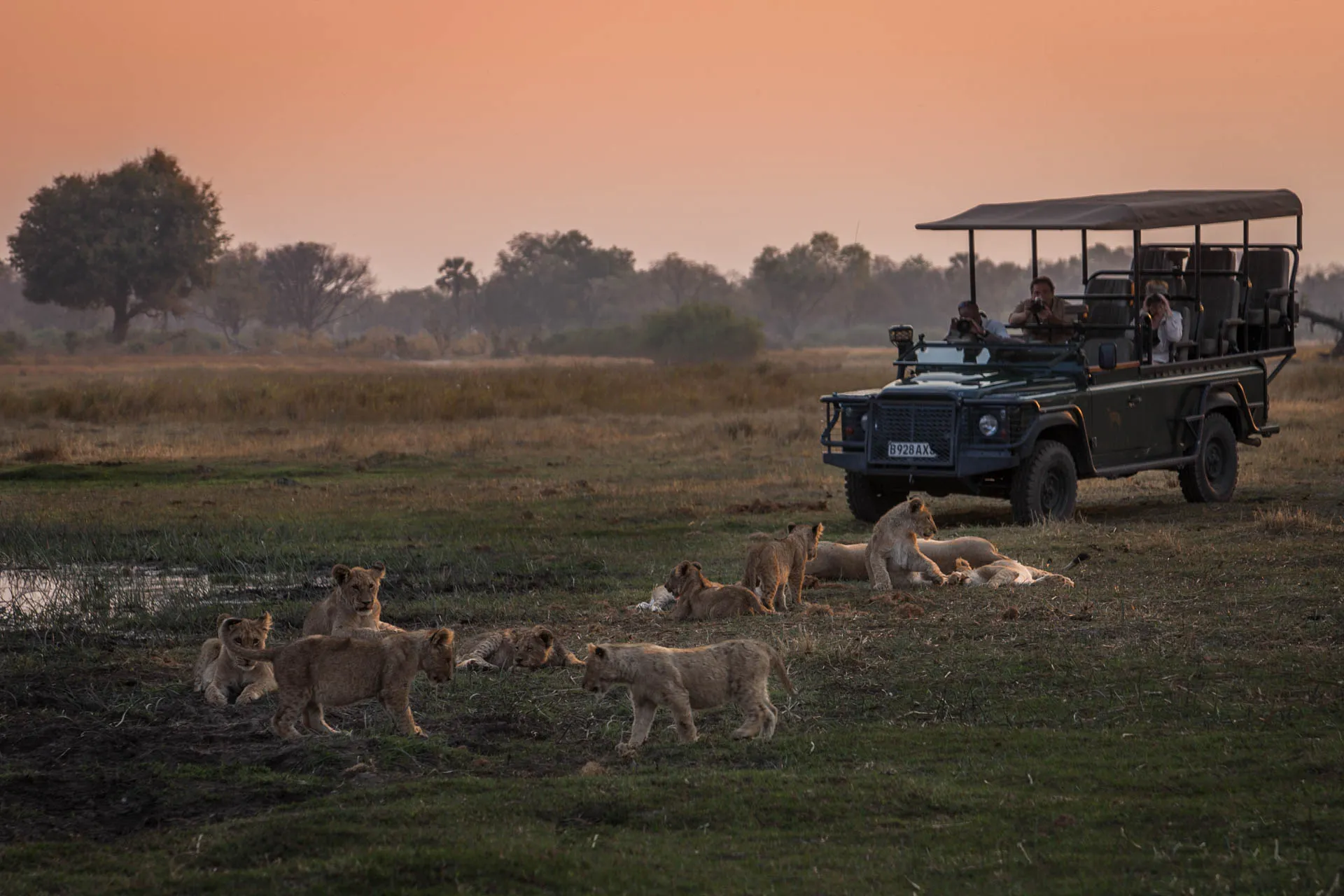 A pride of lions rests at sunset
