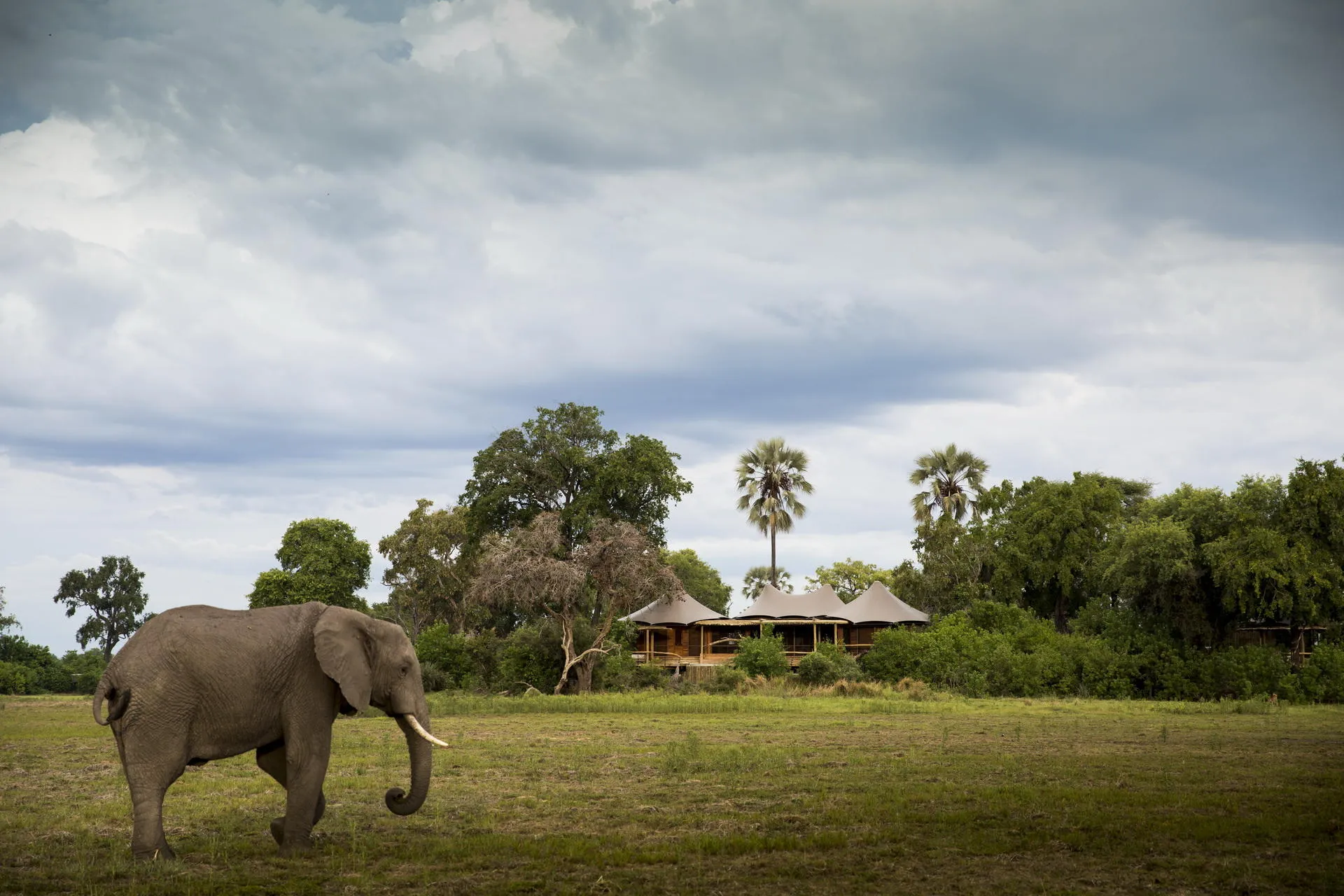 elephant in front of Mombo safari lodge