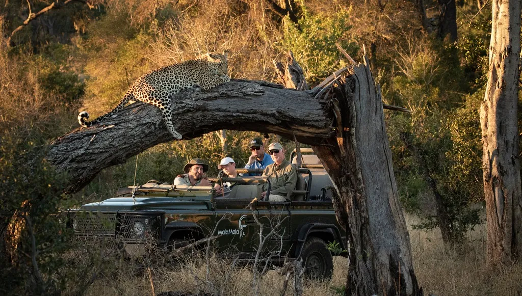 The most famous wild animal of the Sabi Sands: the leopard © Mala Mala