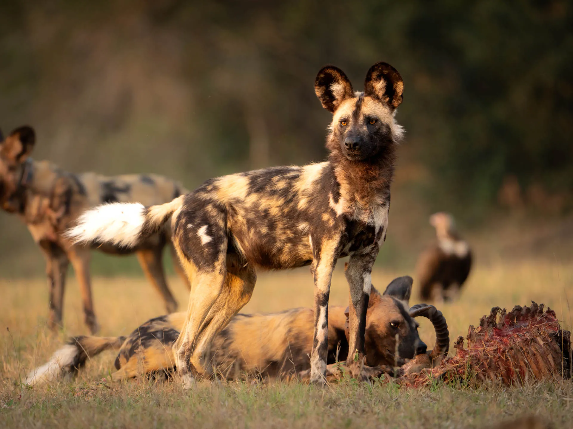 Wild Dogs at Mala Mala Jonty Bozas