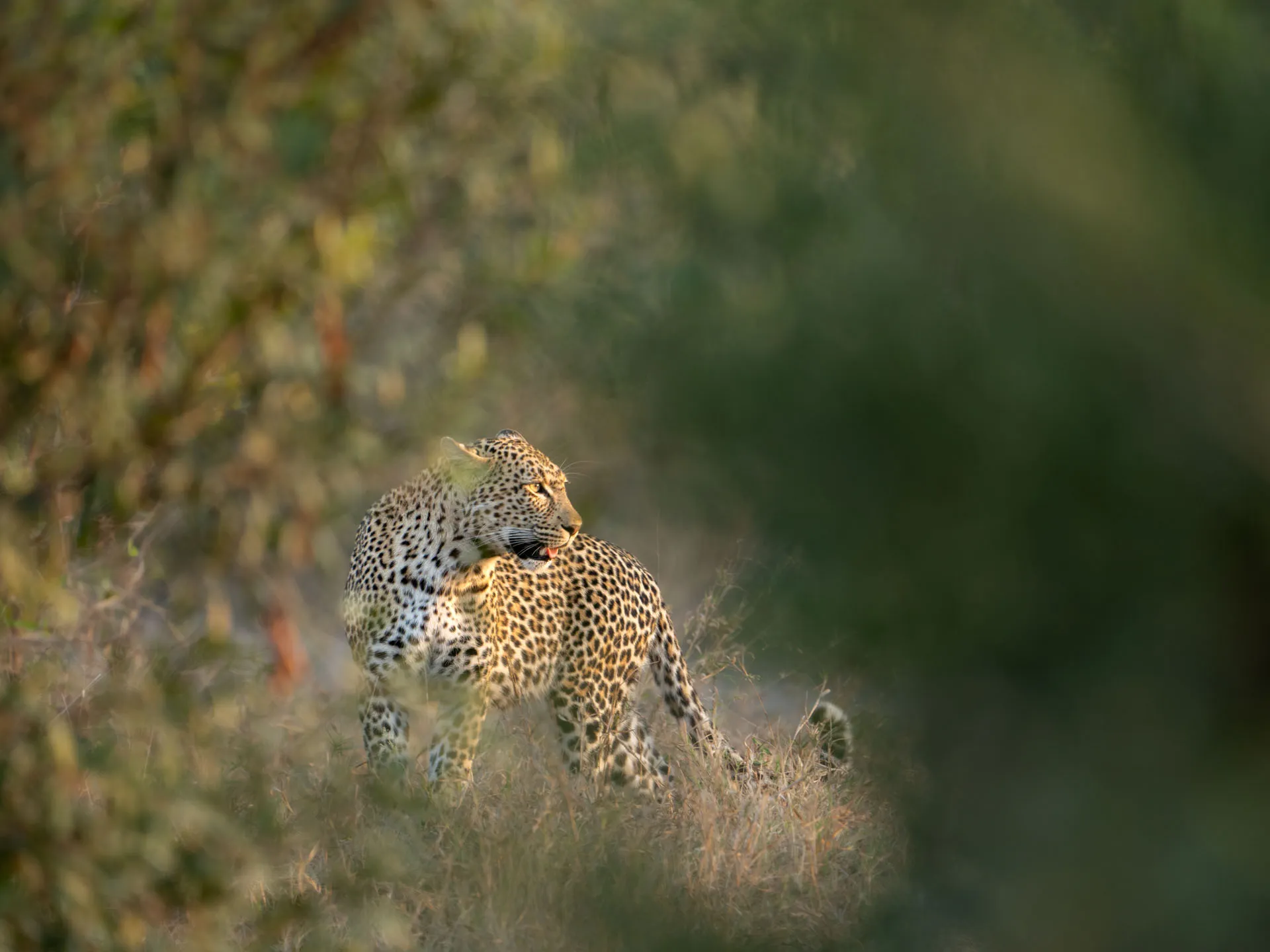 Leopard at Mala Mala Jonty Bozas