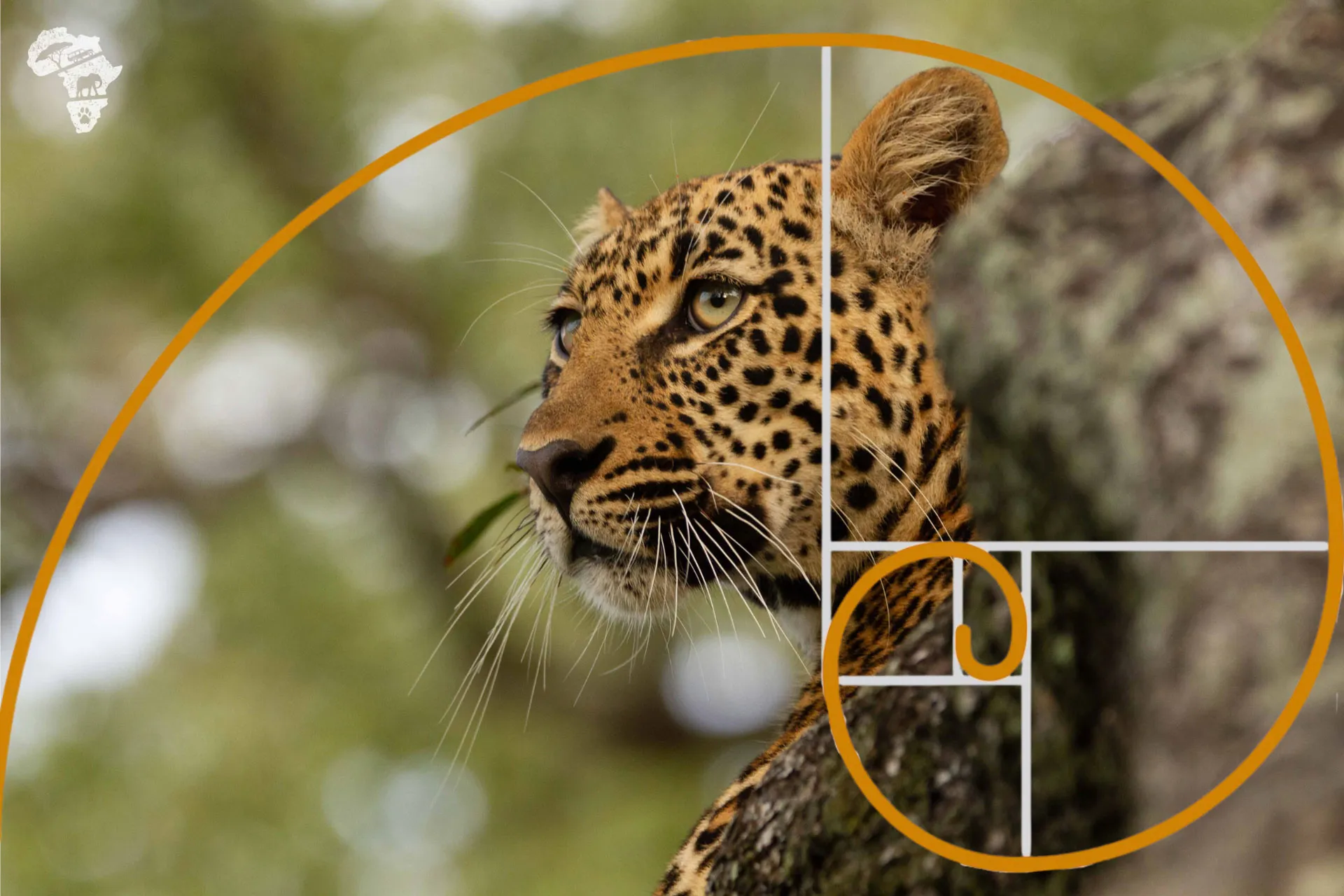 The Golden Spiral used in a leopard photo © Wild Wonderful World