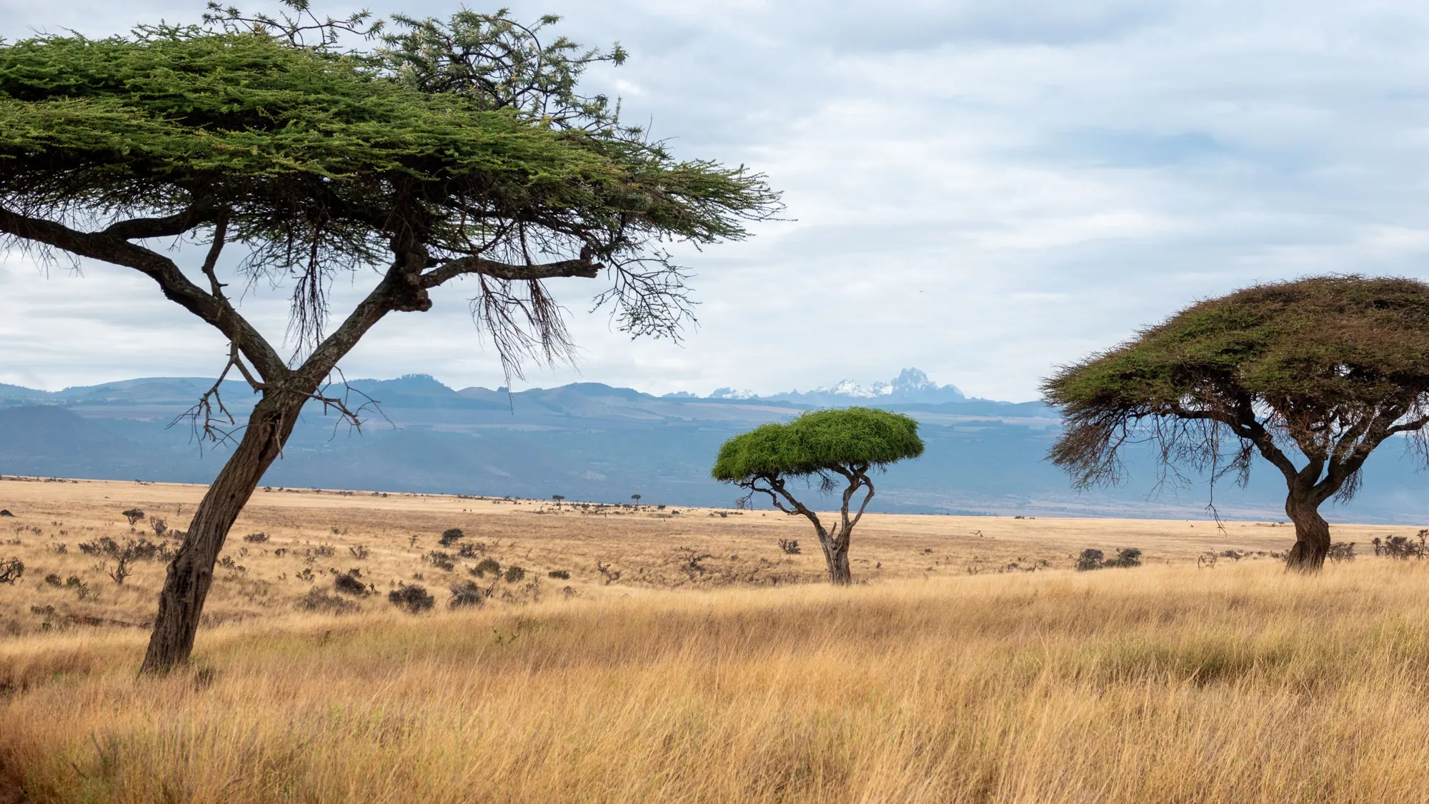 The endless rolling hills of Lewa Wilderness plains in Kenya, with a snow-capped Mount Kenya in the distance. © Michelle Pengilly Wild Wonderful World