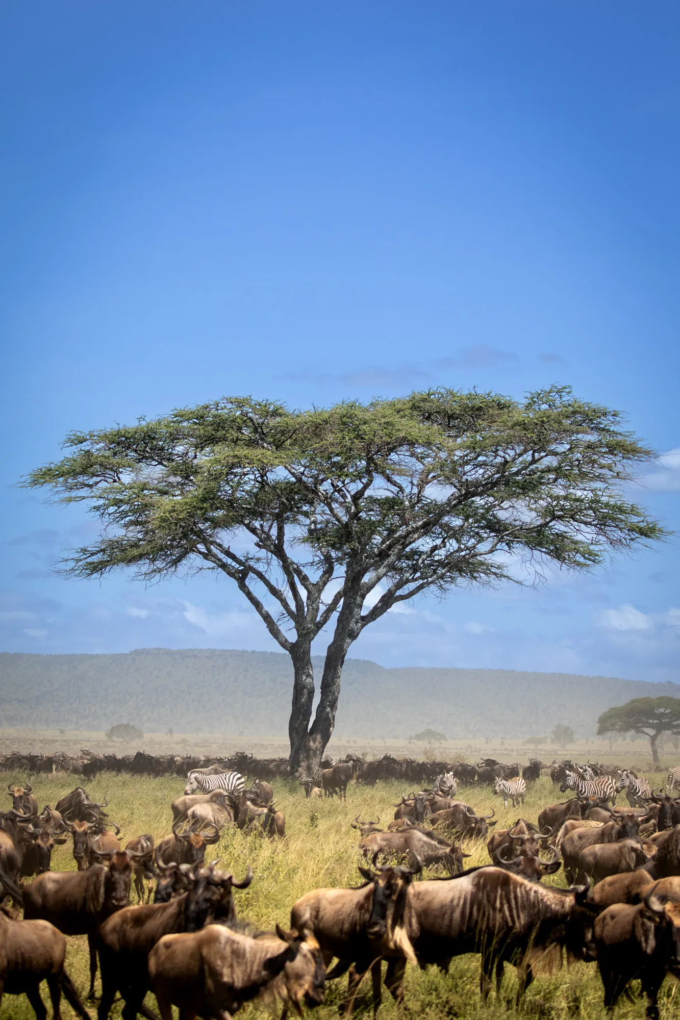 A typical Grumeti safari landscape, western Serengeti, Tanzania © Jonty Bozas Wild Wonderful World