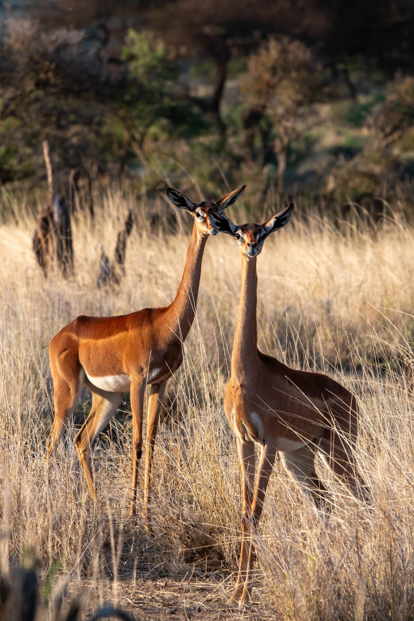 Two Generuk, perhaps one of the most peculiar antelope in Kenya. © Michelle Pengilly, Wild Wonderful World