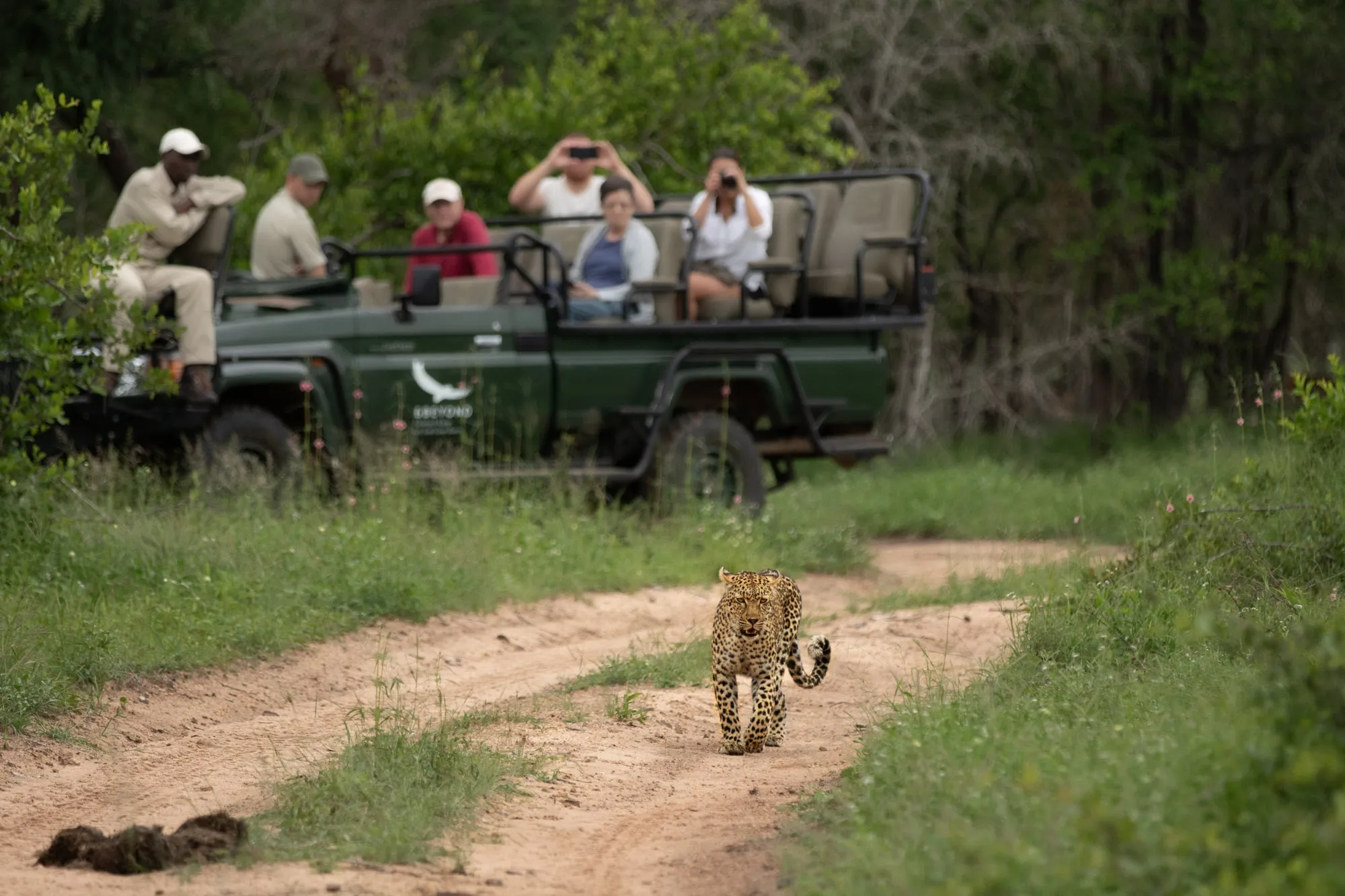 A female leopard strolls between game viewing vehicles in the leopard mecca of the Sabi Sands, South Africa. © Matthew Poole Photowildsa