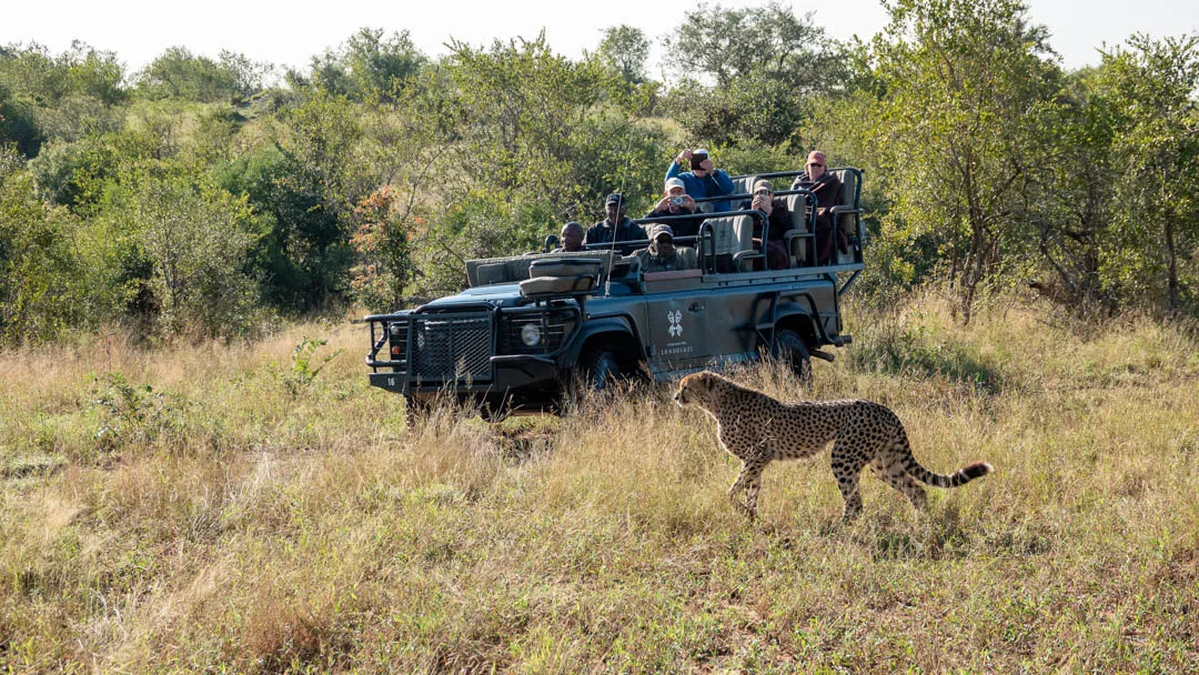 Cheetah on safari gameviewer