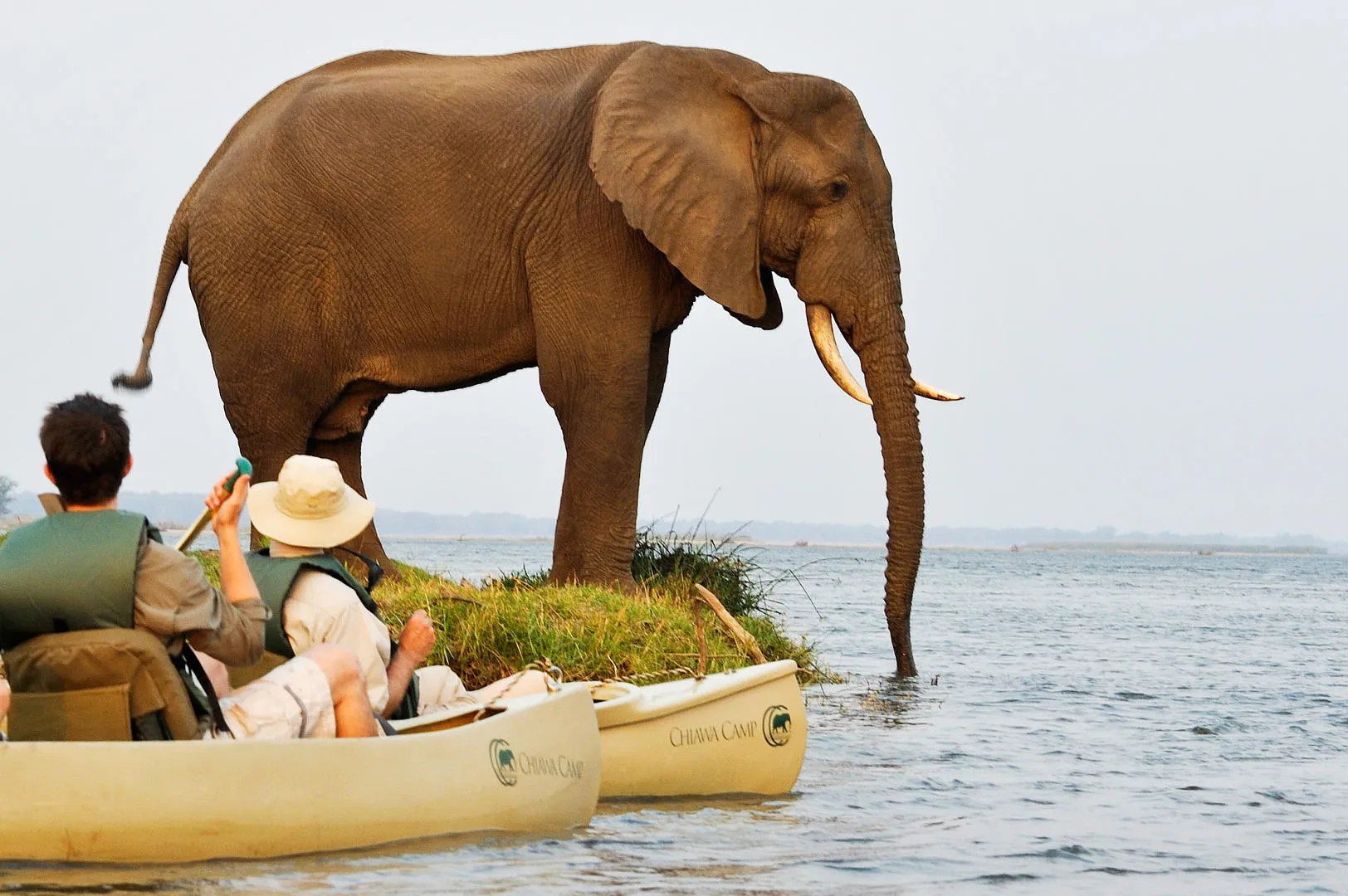 zambezi canoe elephant
