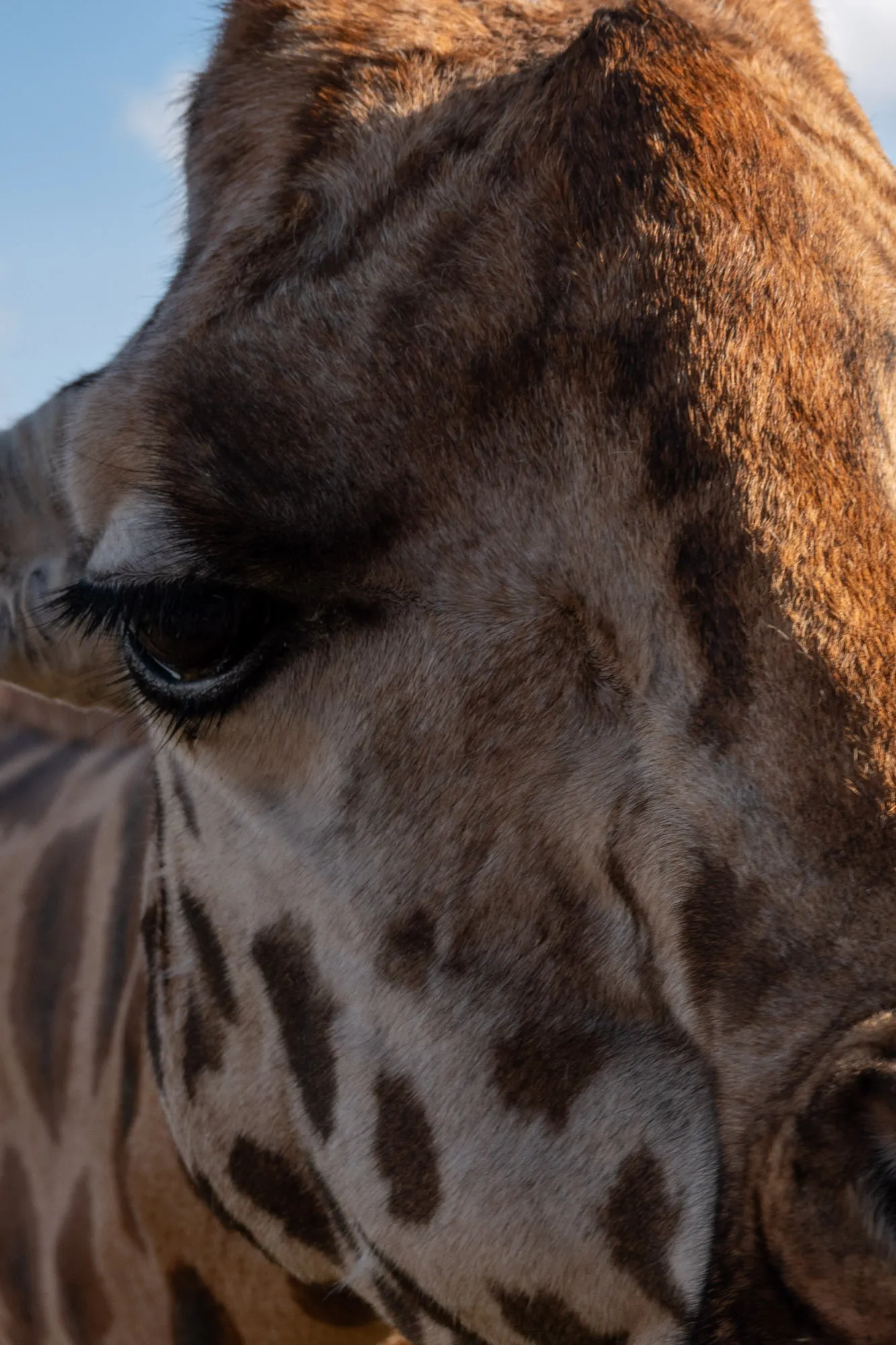 Giraffe head close up