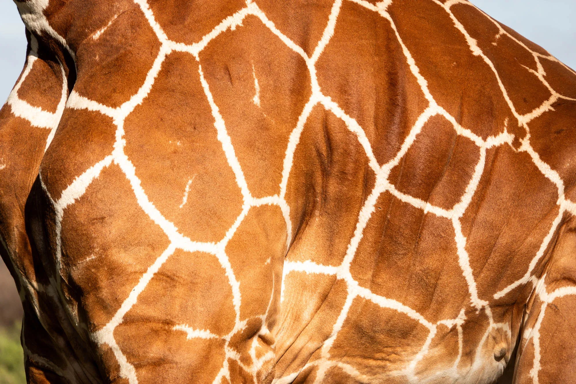 The unique markings of the Rothschild Giraffe. Photo Wild Wonderful World.