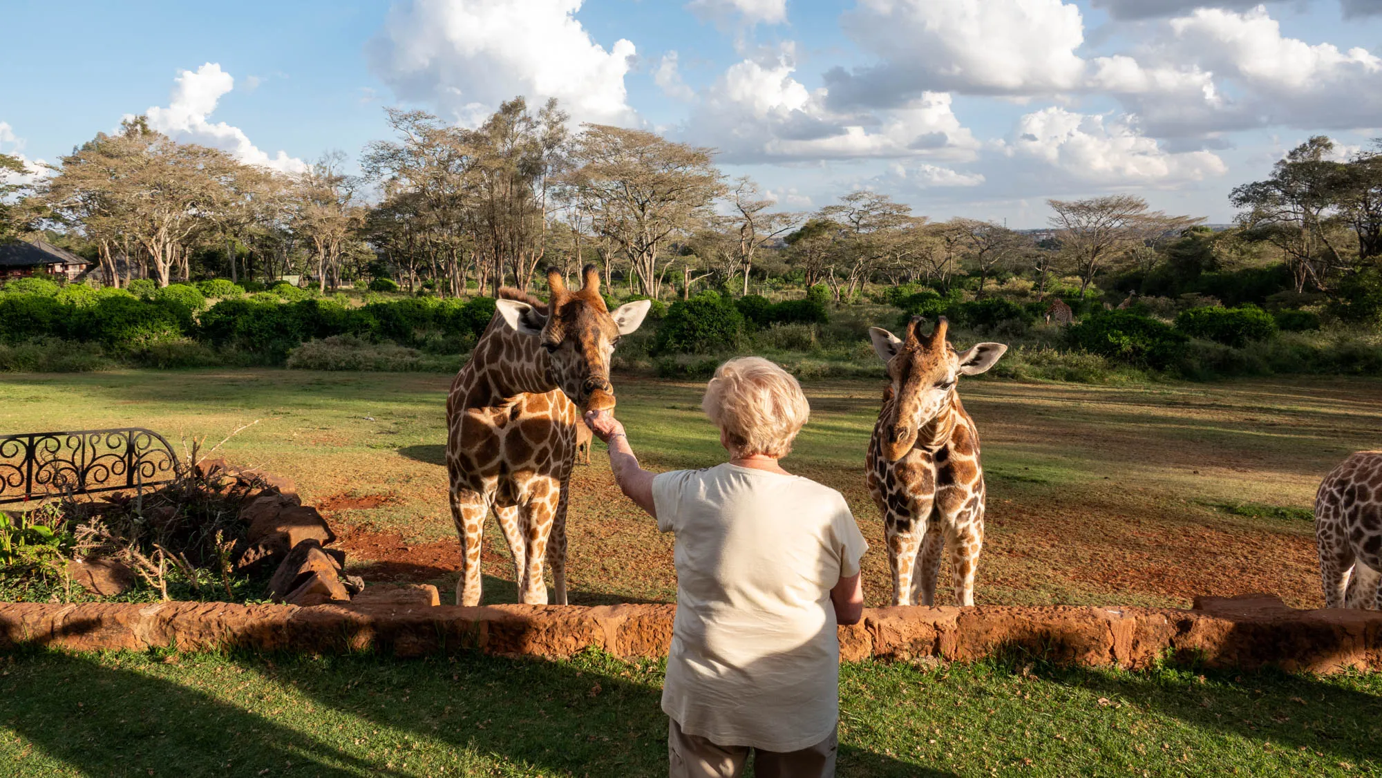 Feeding the giraffes at giraffe manor kenya