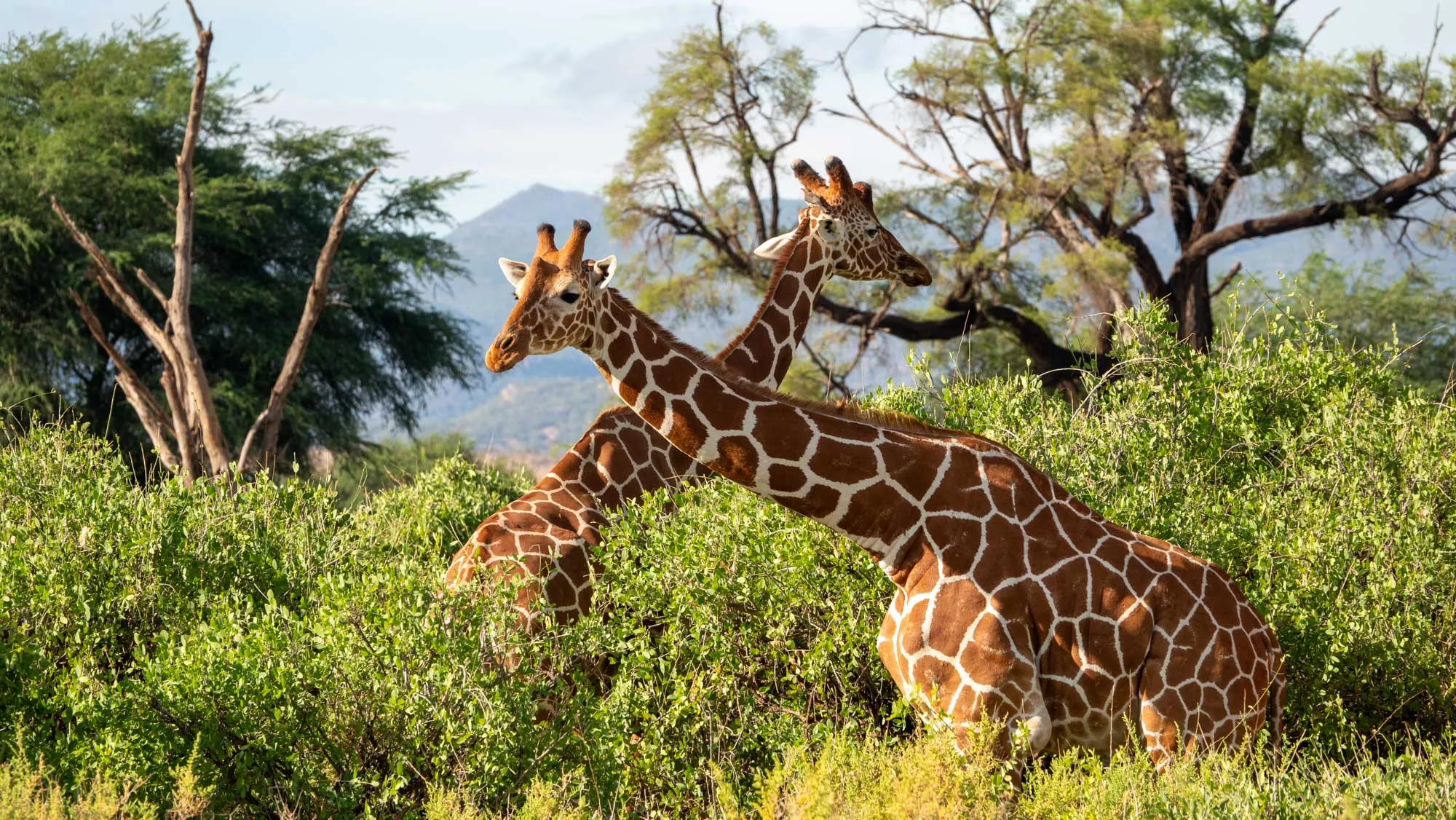 Two Rothschild Giraffes in the wild, seen on safari with Wild Wonderful World