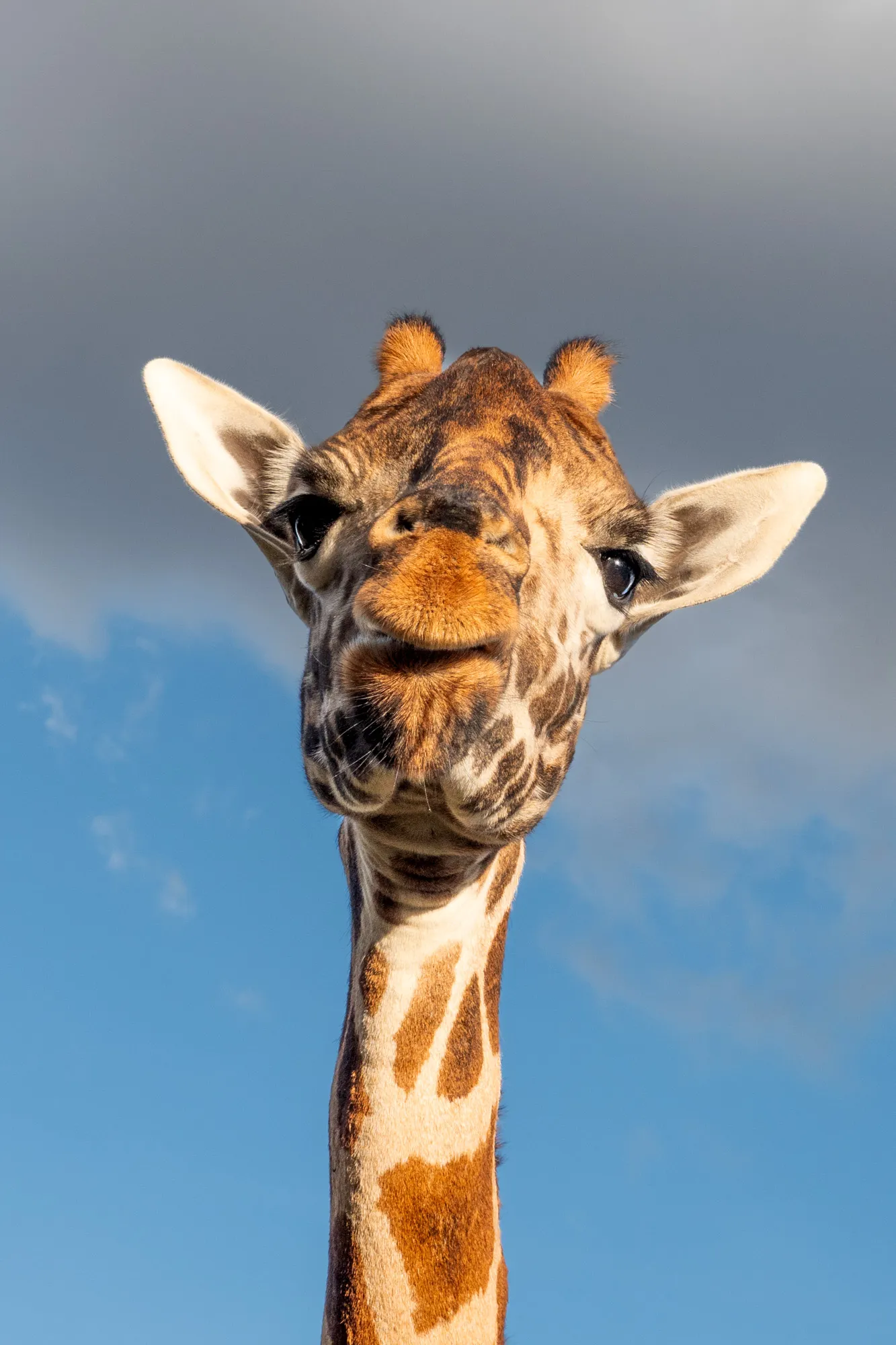 Close up photo of a giraffe looking down into the camera