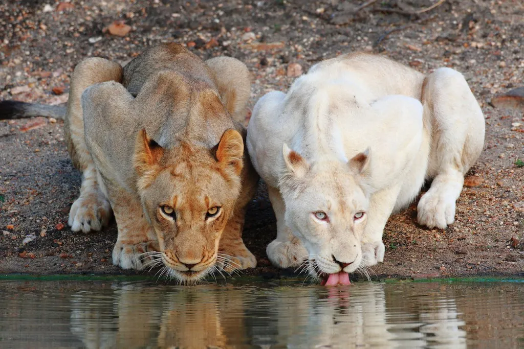 White and tawny lion drinking