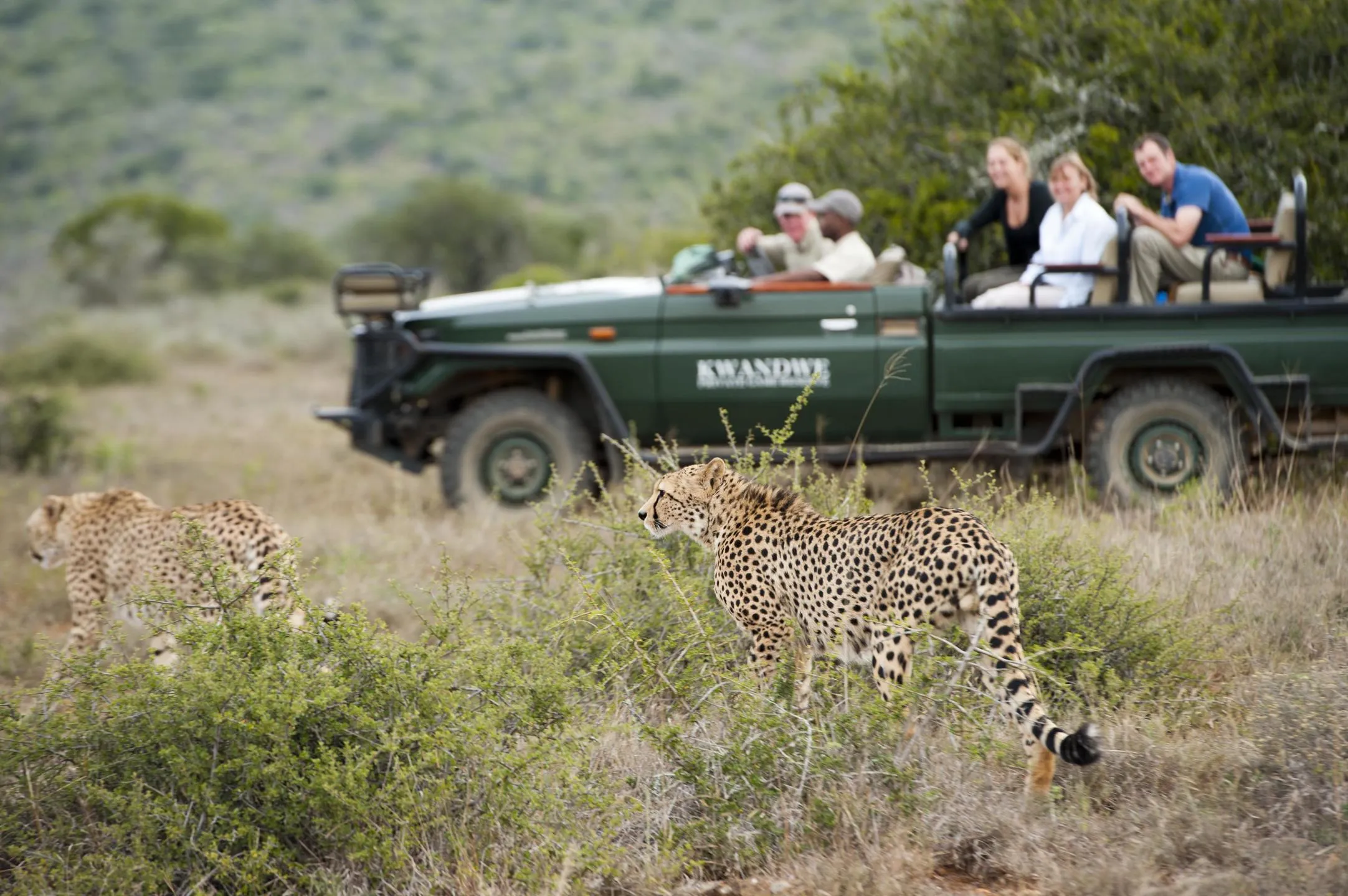 A cheetah sighting at Kwandwe with vehicle with guests in the background