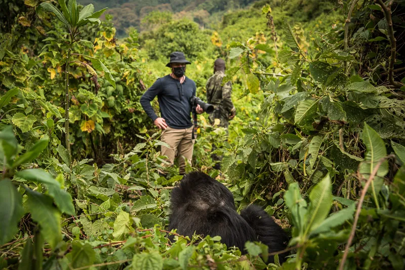 Gorilla trekking in Rwanda, a life changing experience for adventurous friends or families. Photo Gareth Poole.