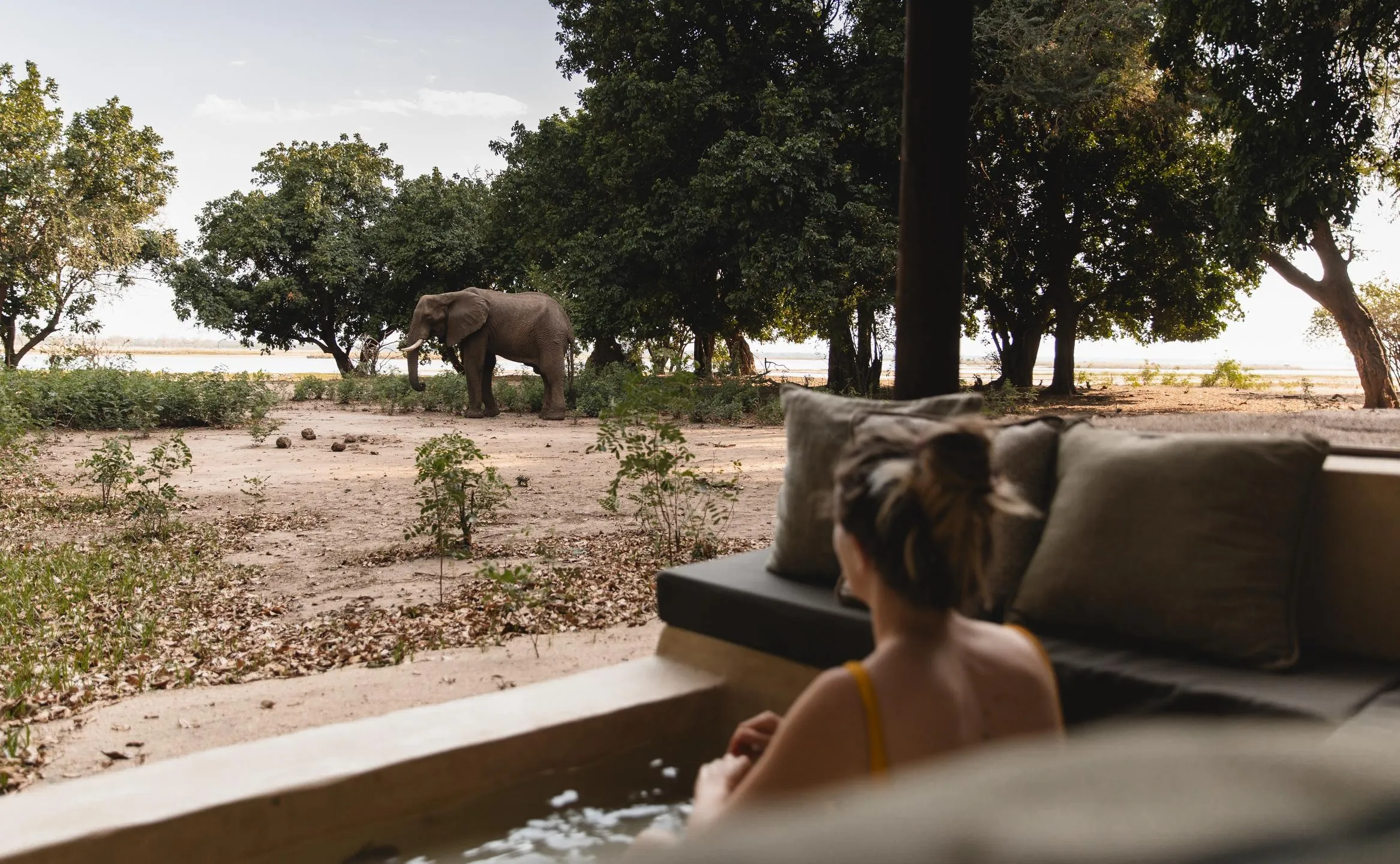 A woman in the pool watching an elephant feed nearby