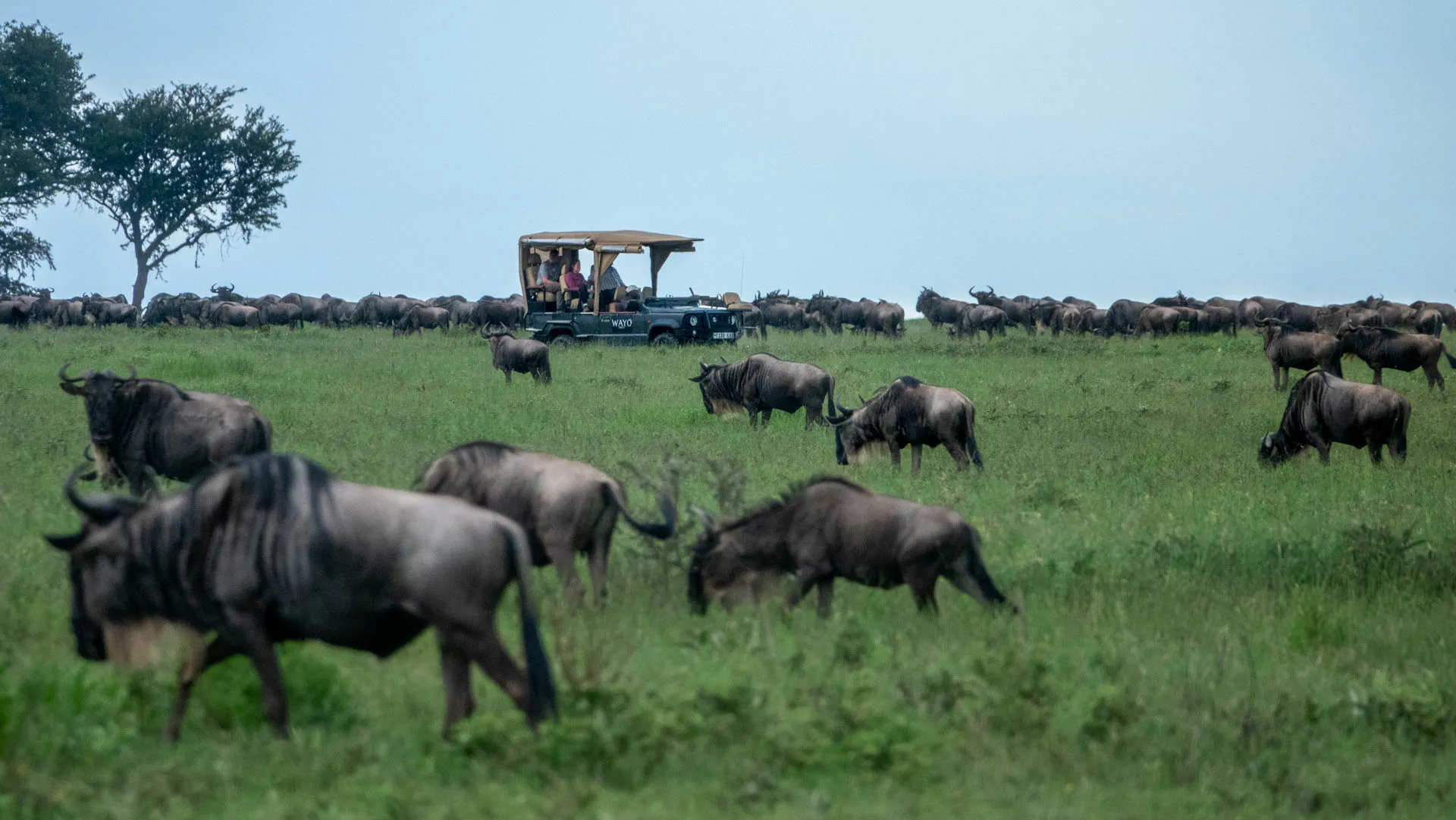 A lone safari vehicle on the African savanna plains surrounded by wildebeest herds