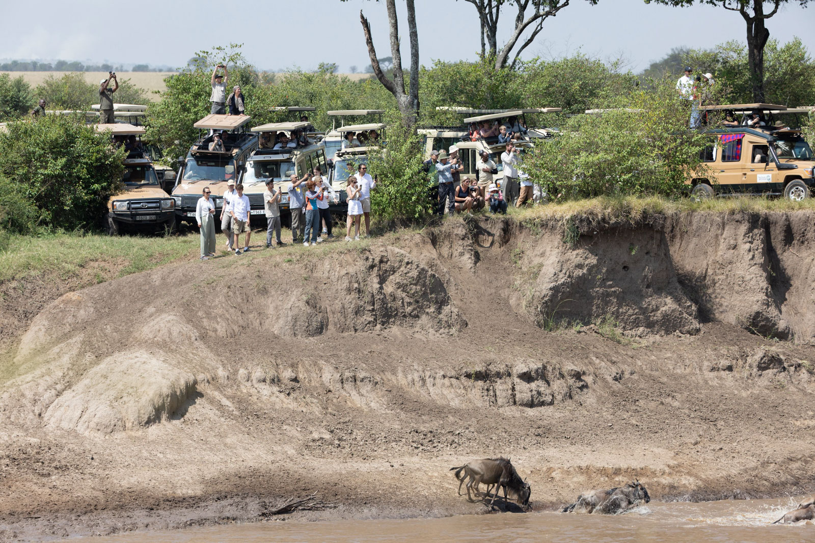 Safari vehicles on the bank of the Mara River at Kogatende Crossing Point with tourists standing outside vehicles watching wildebeest crossing Copyright Nick Kleer