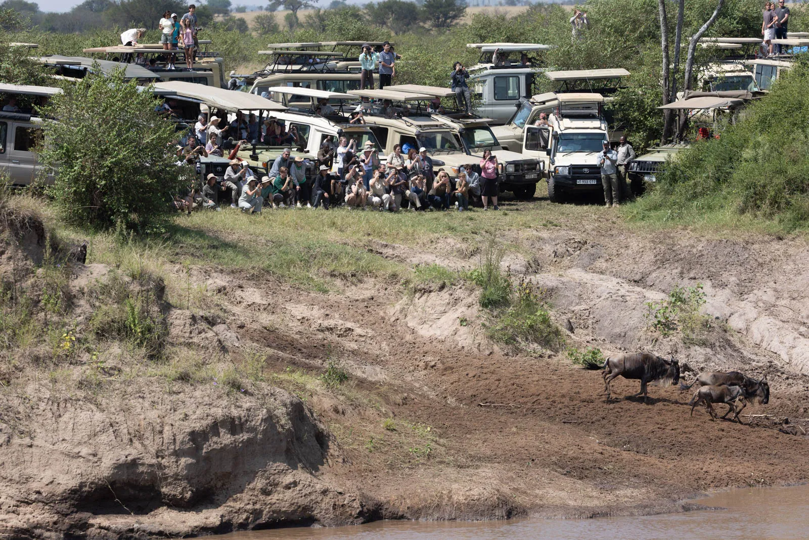 Safari vehicles on the bank of the Mara River at Kogatende Crossing Point with tourists standing outside vehicles watching wildebeest crossing Copyright Nick Kleer