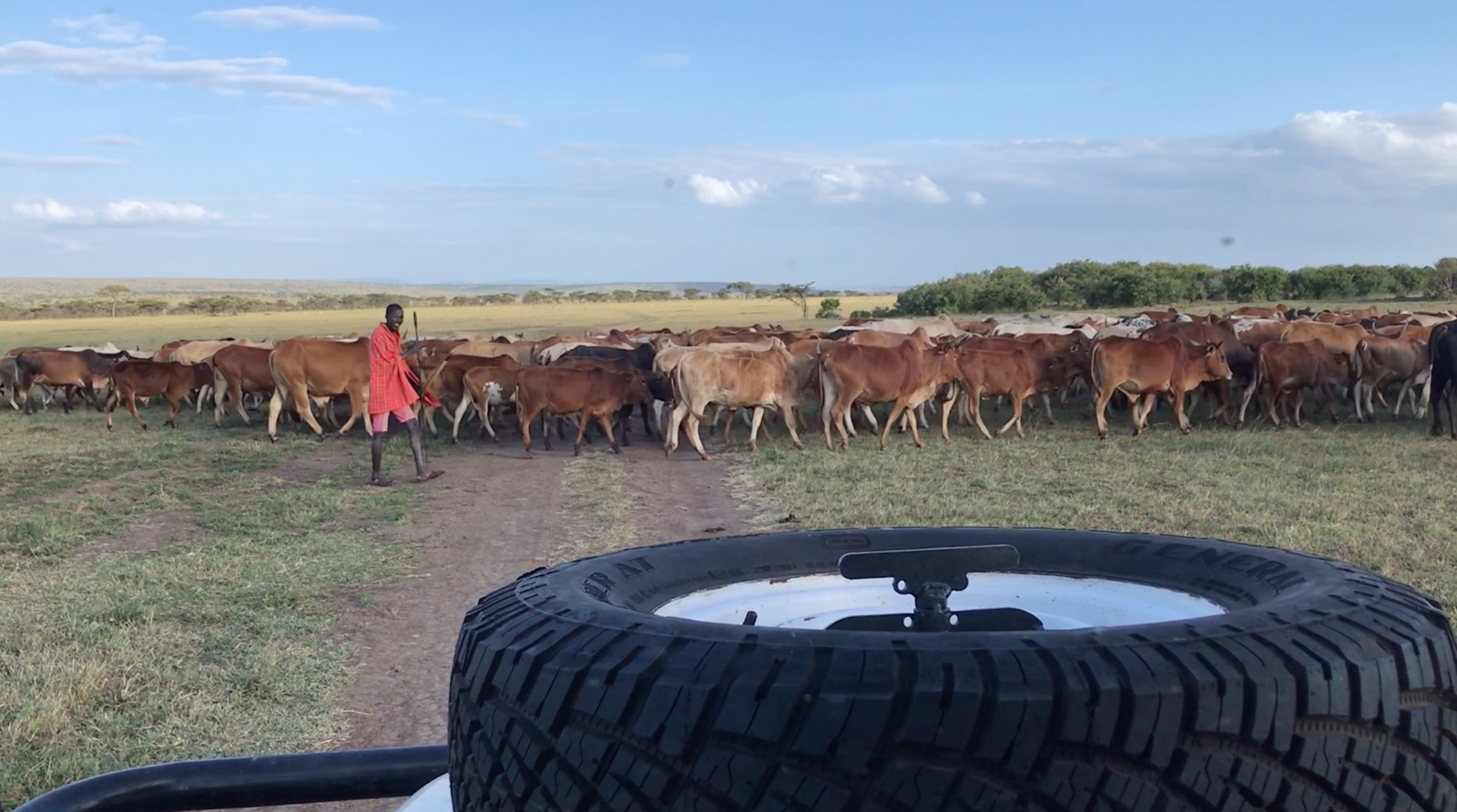 A Masaai herder with cattle crossing the road. Photo Wild Wonderful World