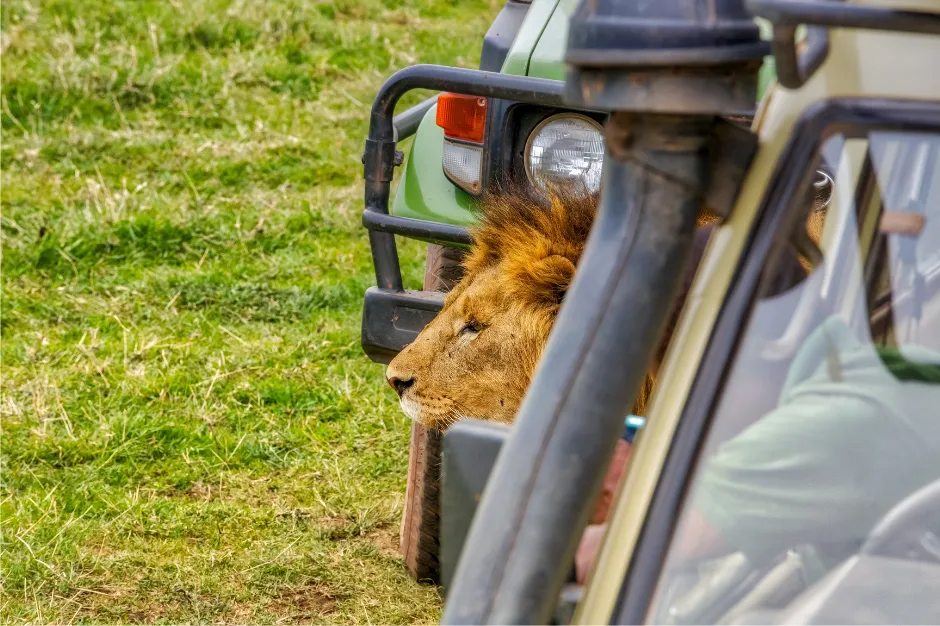 A male lion in between two safari vehicles
