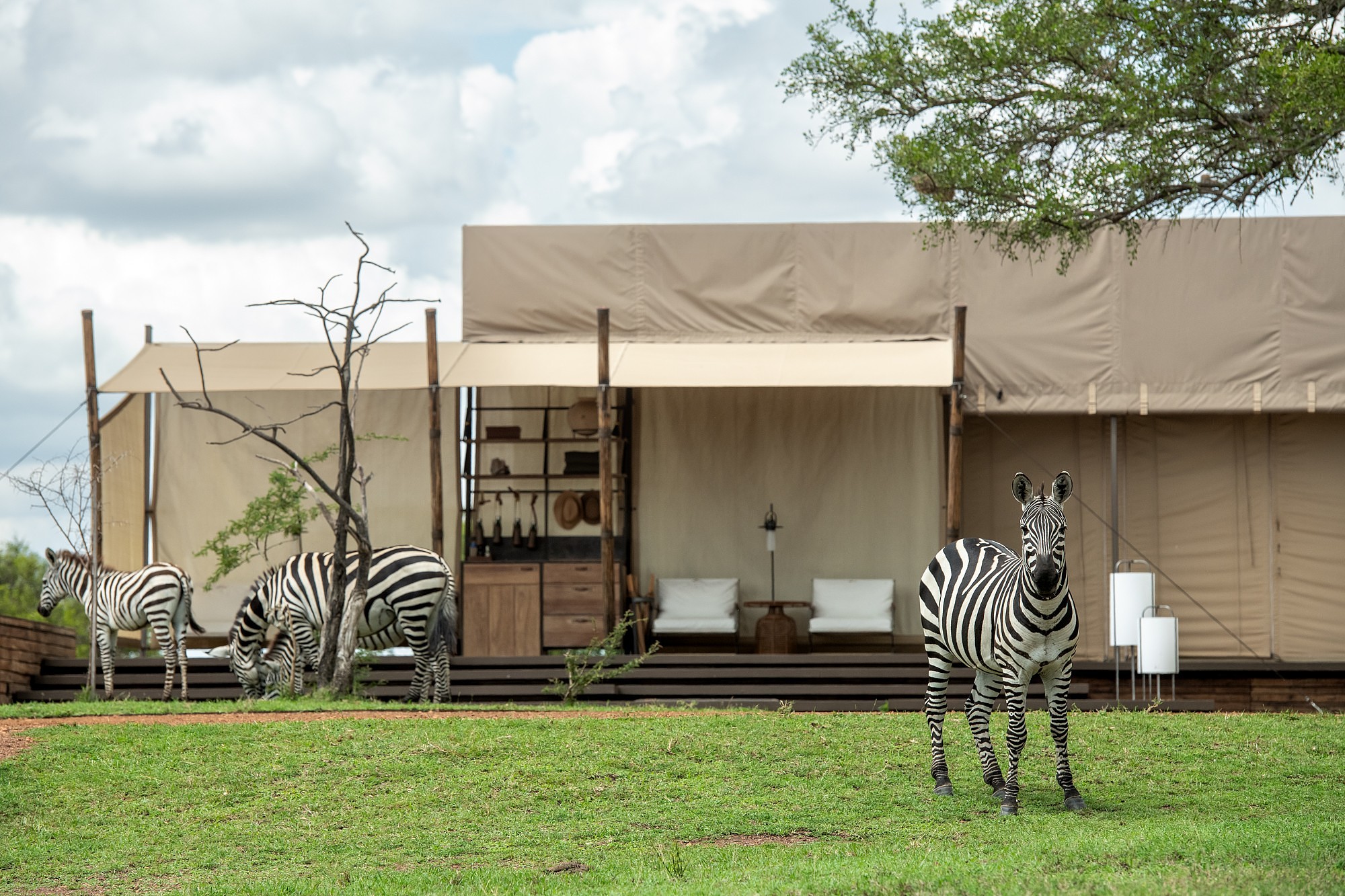 zebras on the grass in front of a safari tent