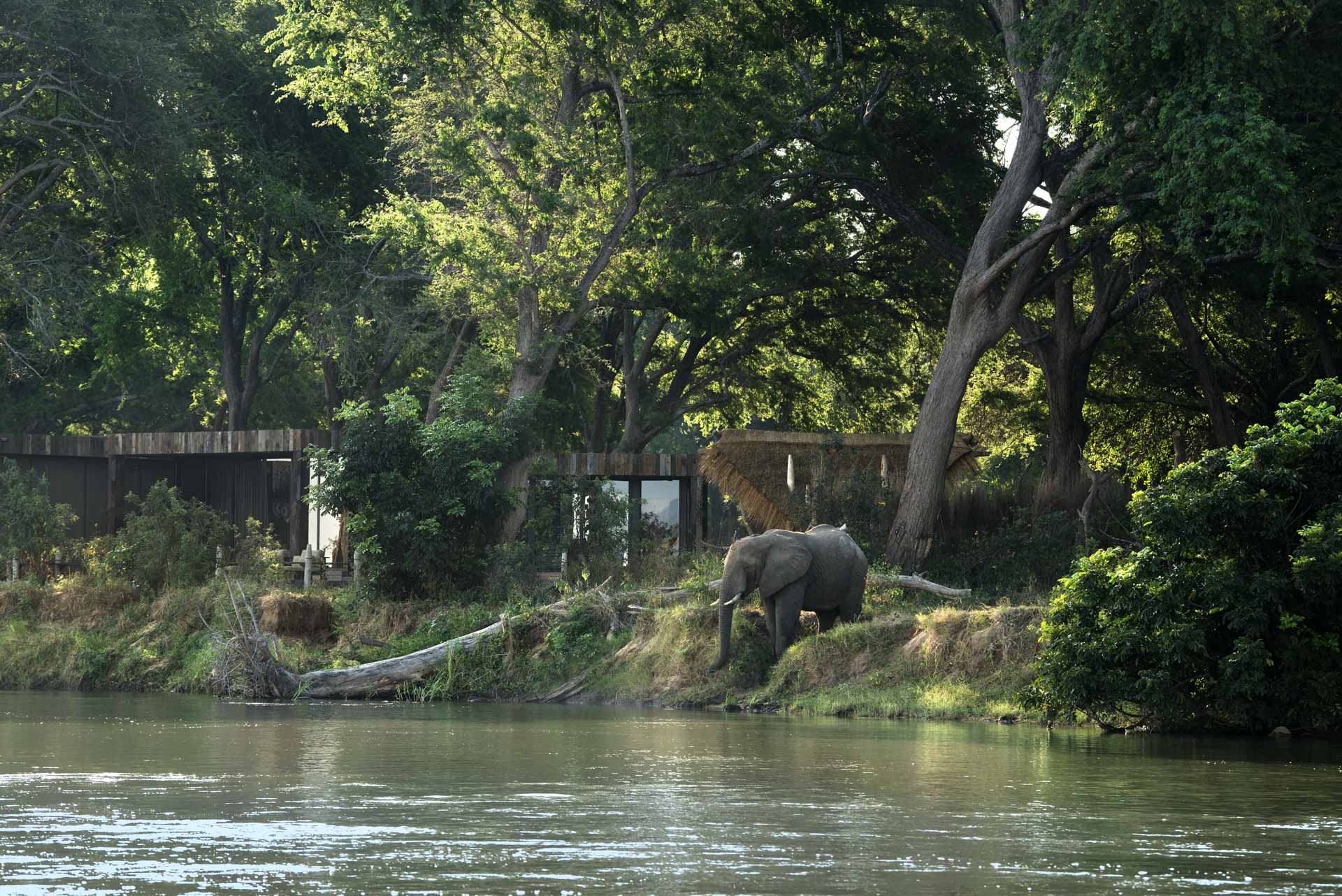 An elephant approaches the River to drink with a forest and safari lodge in the background
