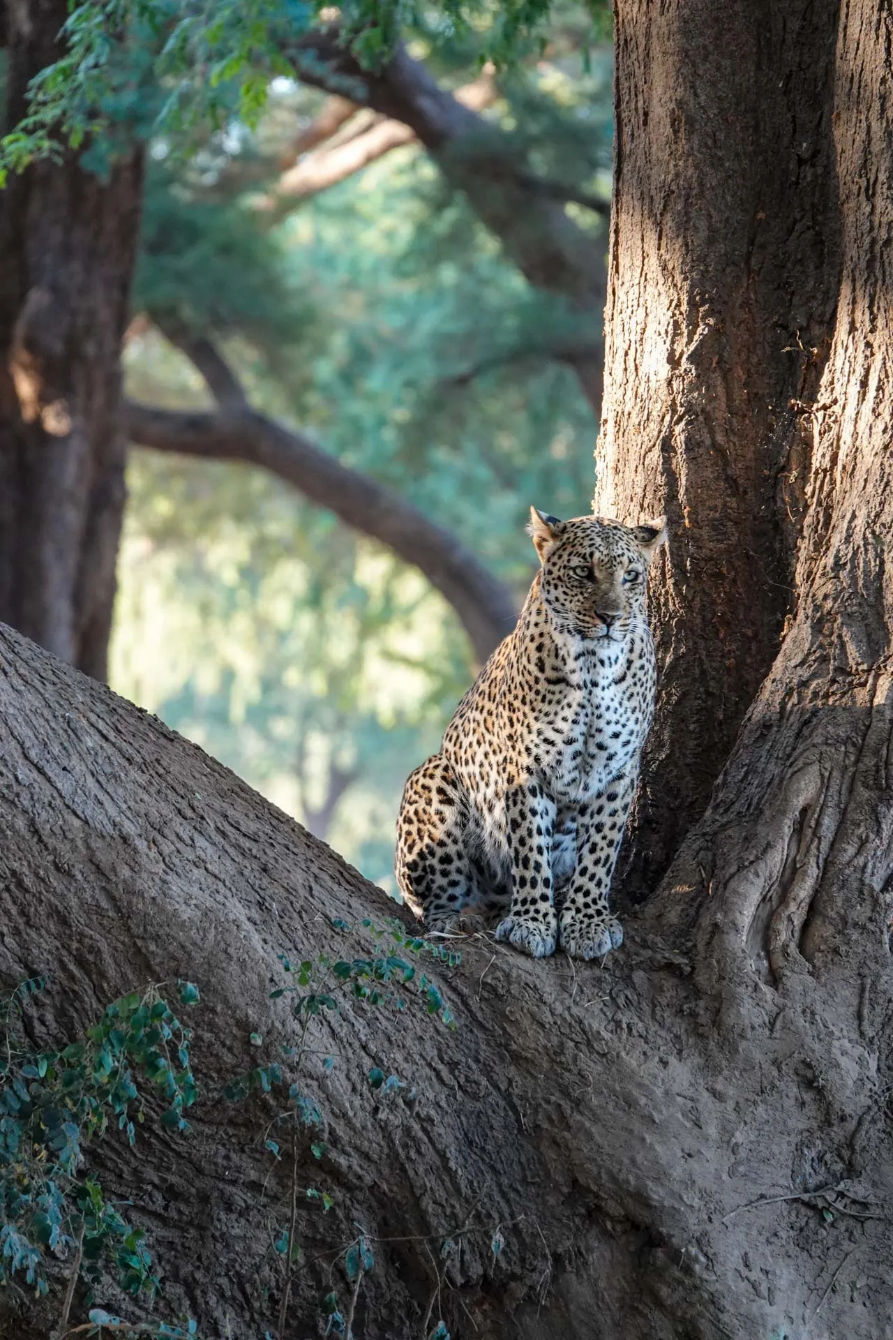 A leopard perched in an ancient tree.