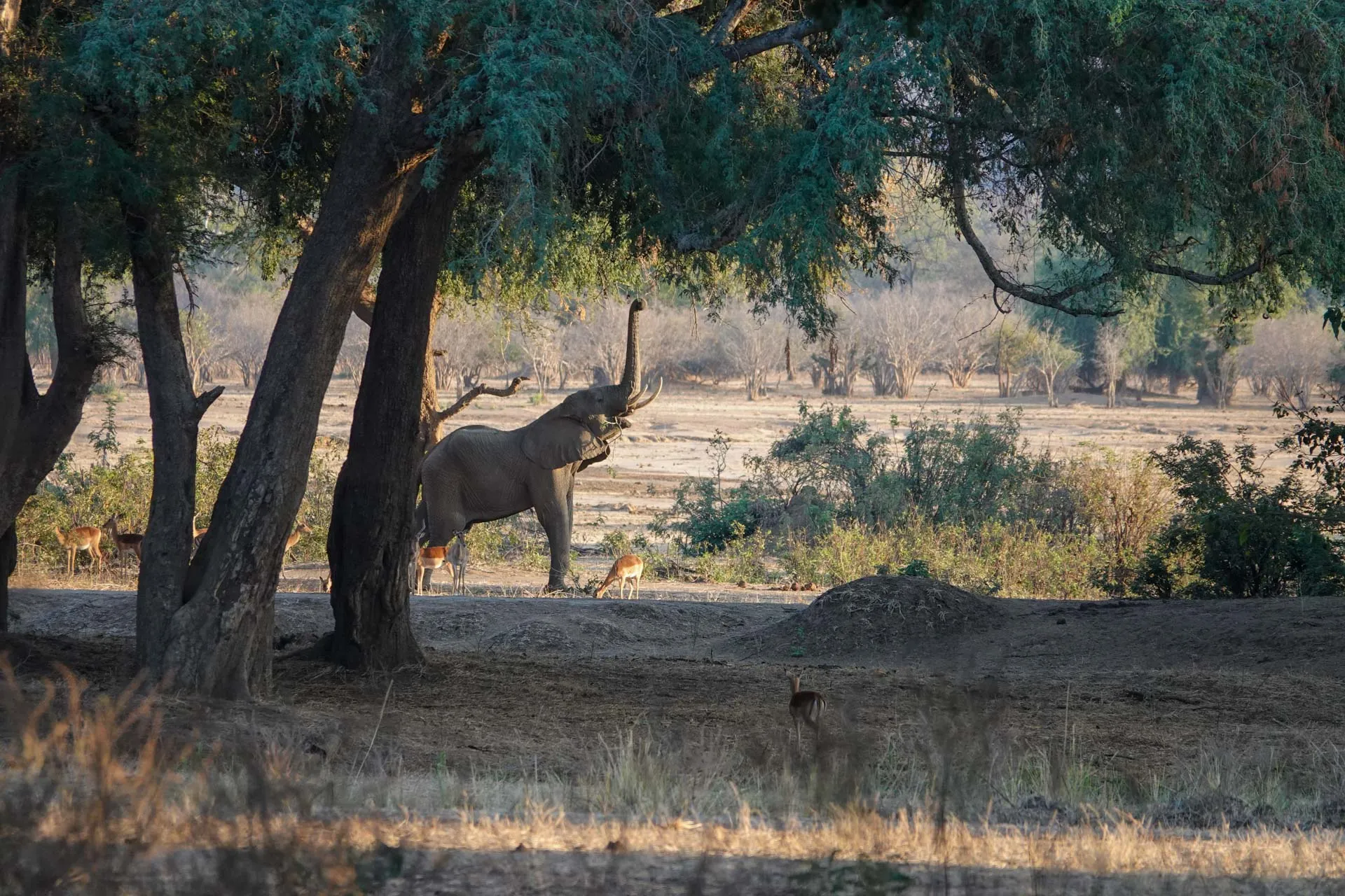An elephant reaches for the low-hanging branches in the Winter Thorn forest. Photo Wild Wonderful World