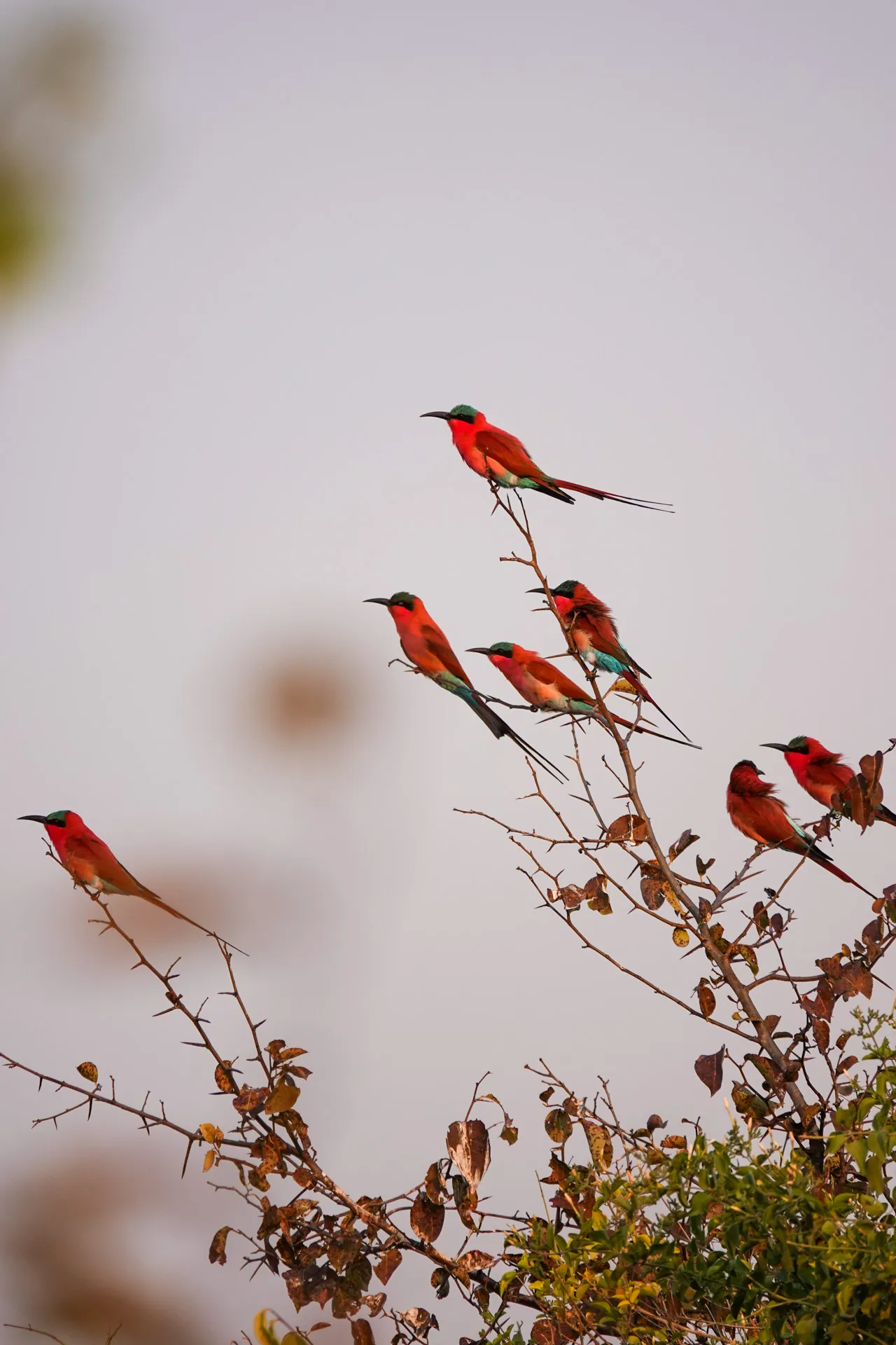 Carmine bee eaters perched on an acacia tree at Chichele Presidential. Photo Wild Wonderful World.