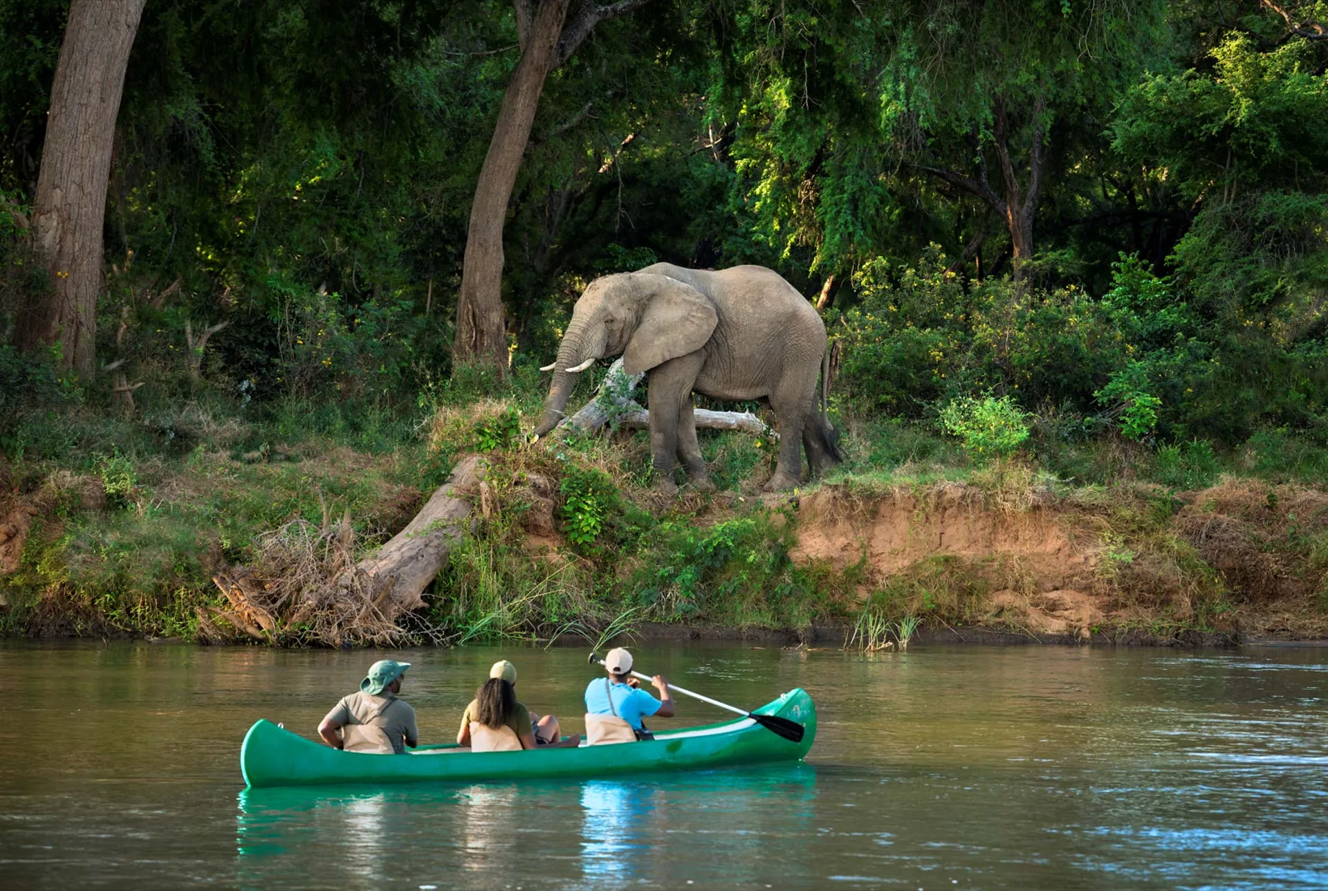 People in a canoe on the Zambezi River watching an elephant
