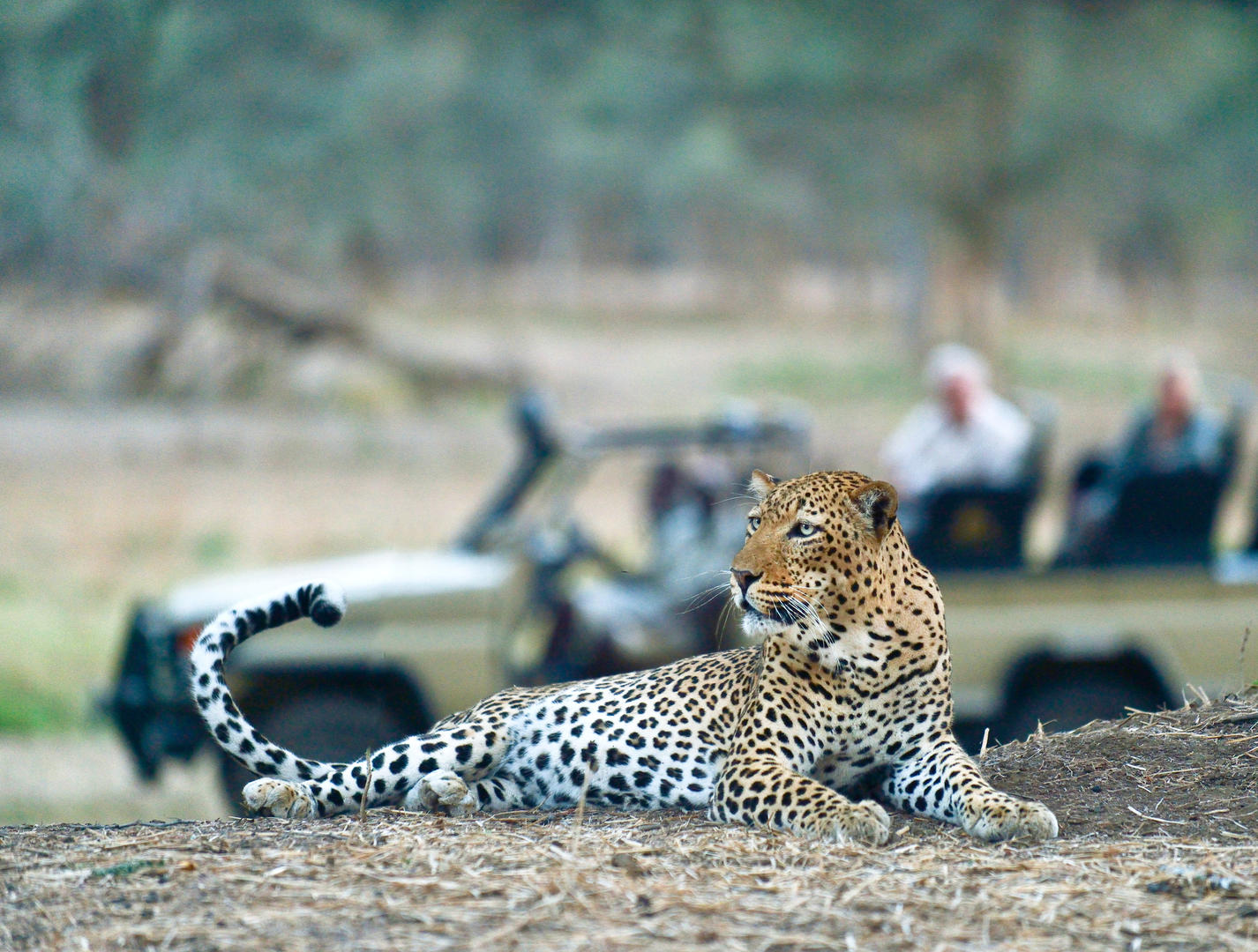 Leopard lying on a hill with vehicle in background