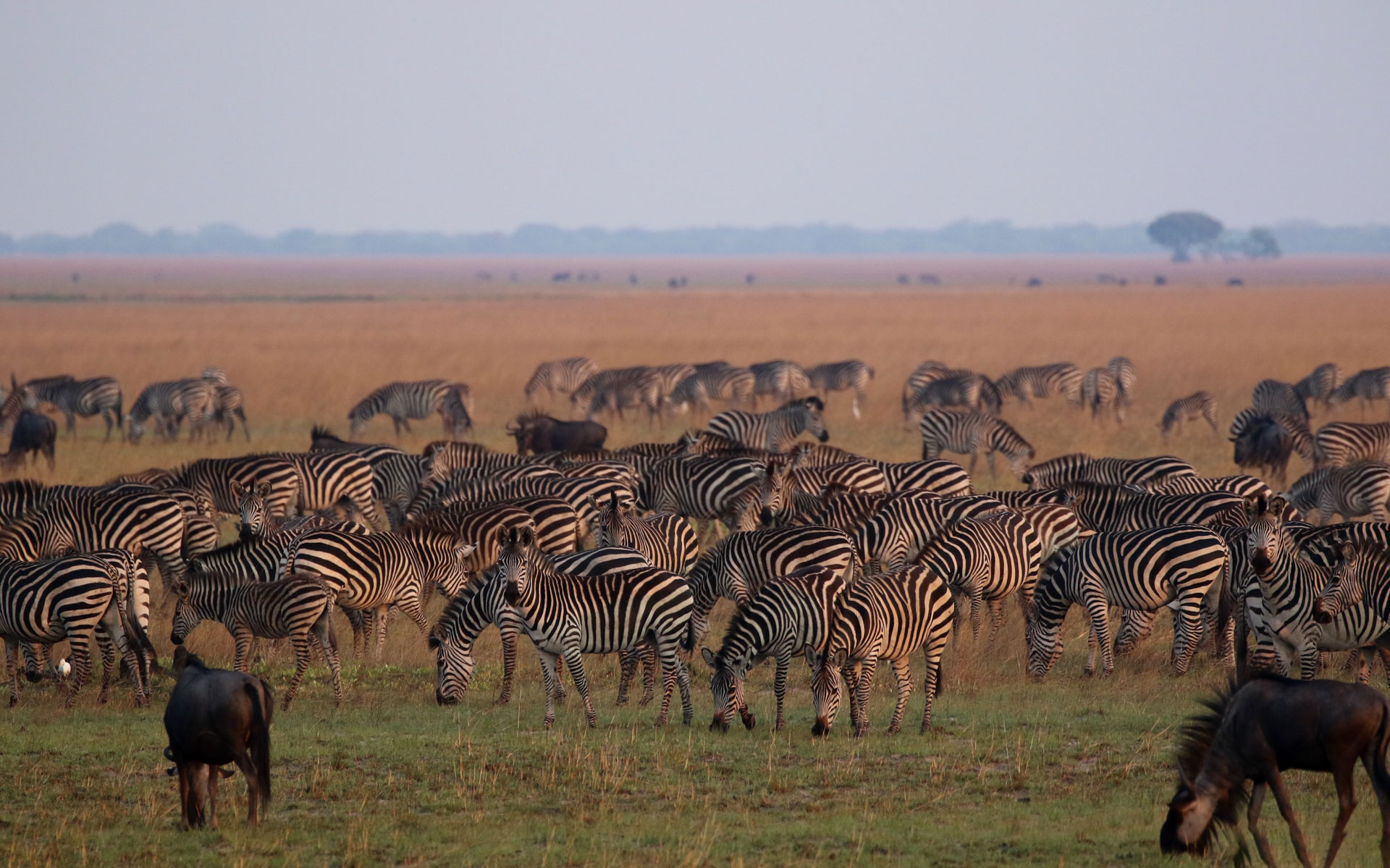 The "other" Great Migration at King Lewanika Lodge, Liuwa Plains National Park.