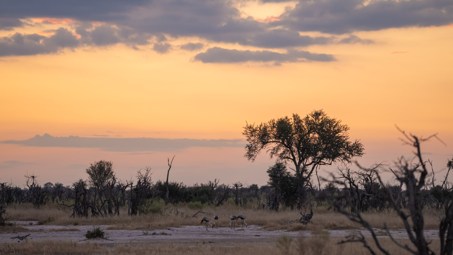 A flock of Blue Cranes forages as we stop for a sundowner.