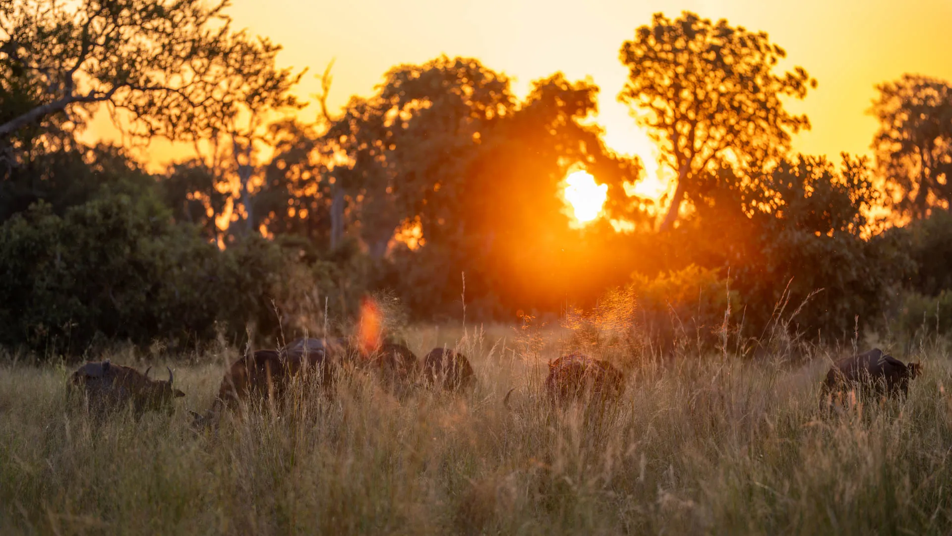 a herd of Buffalo grazing in the golden hour 