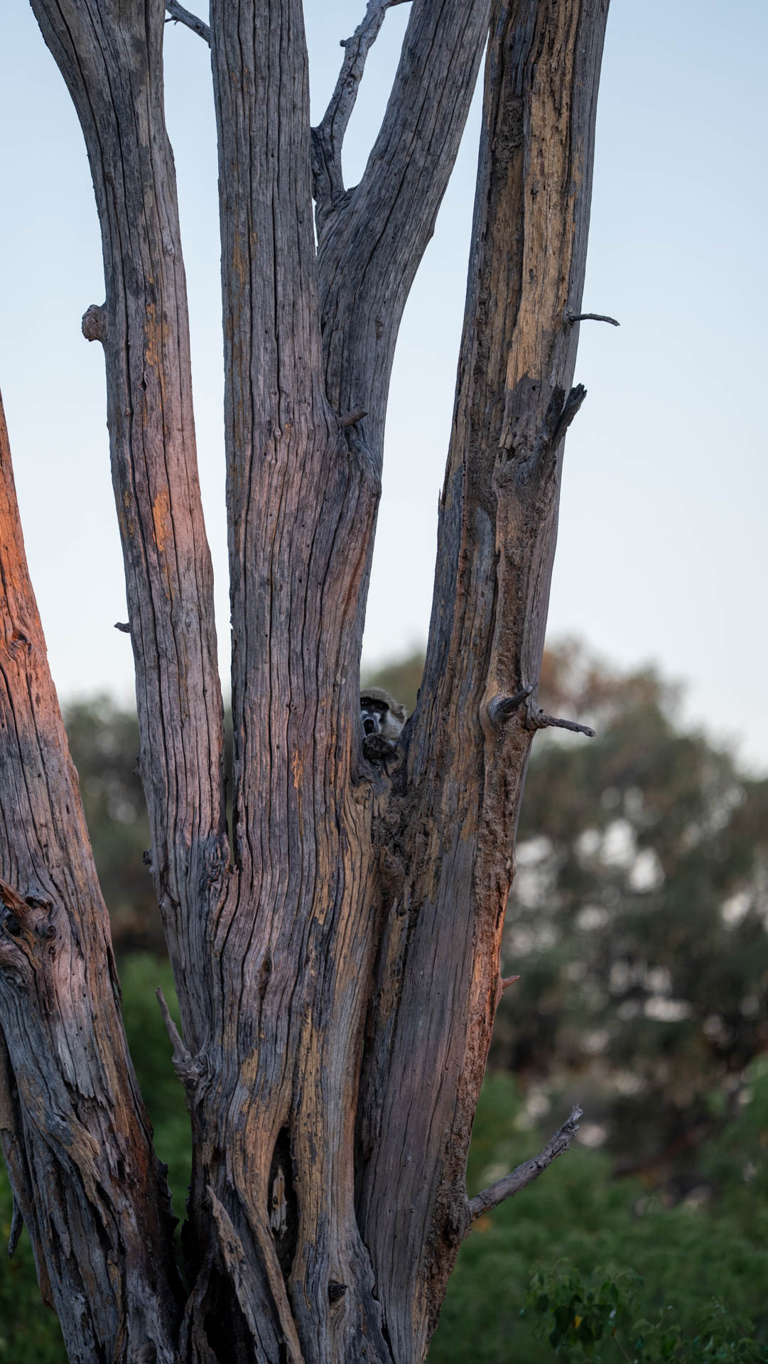 A Chacma Baboon sneaks a peak at us through the tree, before climbing high to catch the morning sun.